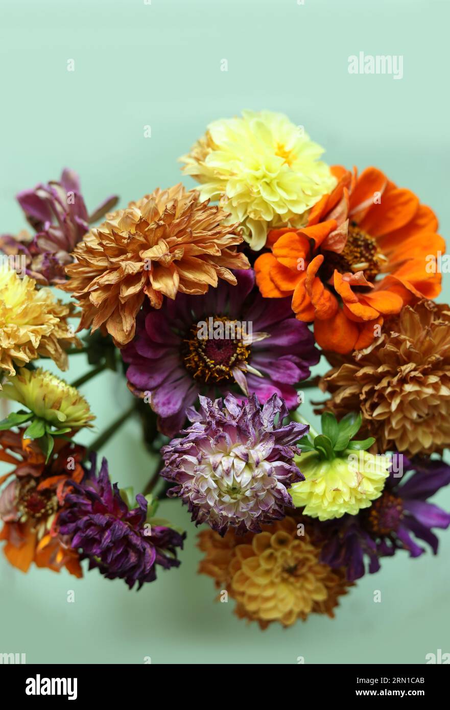 Bunte trockene Sommerblumen auf minzfarbenem Hintergrund Stockfoto