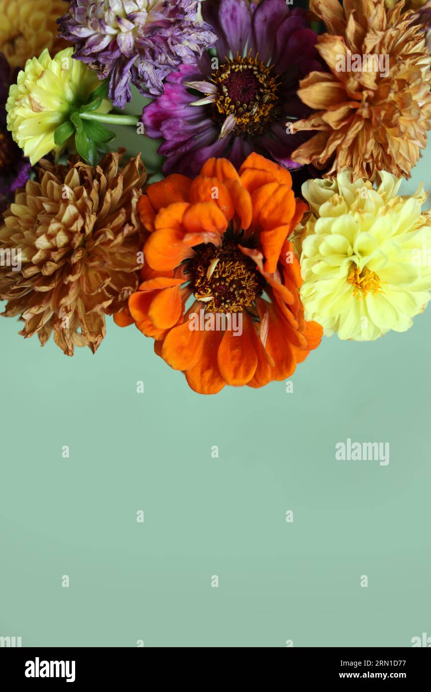 Bunte trockene Sommerblumen auf minzfarbenem Hintergrund Stockfoto