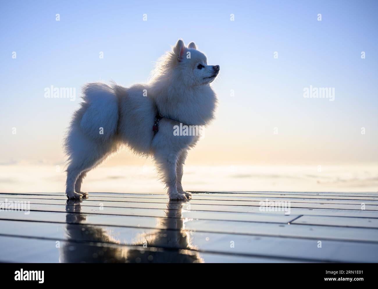 Hintergrundbeleuchtetes Bild eines flauschigen weißen Hundes am nebligen Morgen. Hundereflexion auf dem nassen Deck. Stockfoto