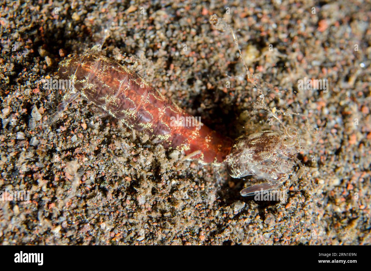 Karierte Augen Mantis Shrimp, Pseudosquilla ciliata, Nachttauchen, Scuba Seraya House Reef Tauchplatz, Seraya, Karangasem, Bali, Indonesien Stockfoto