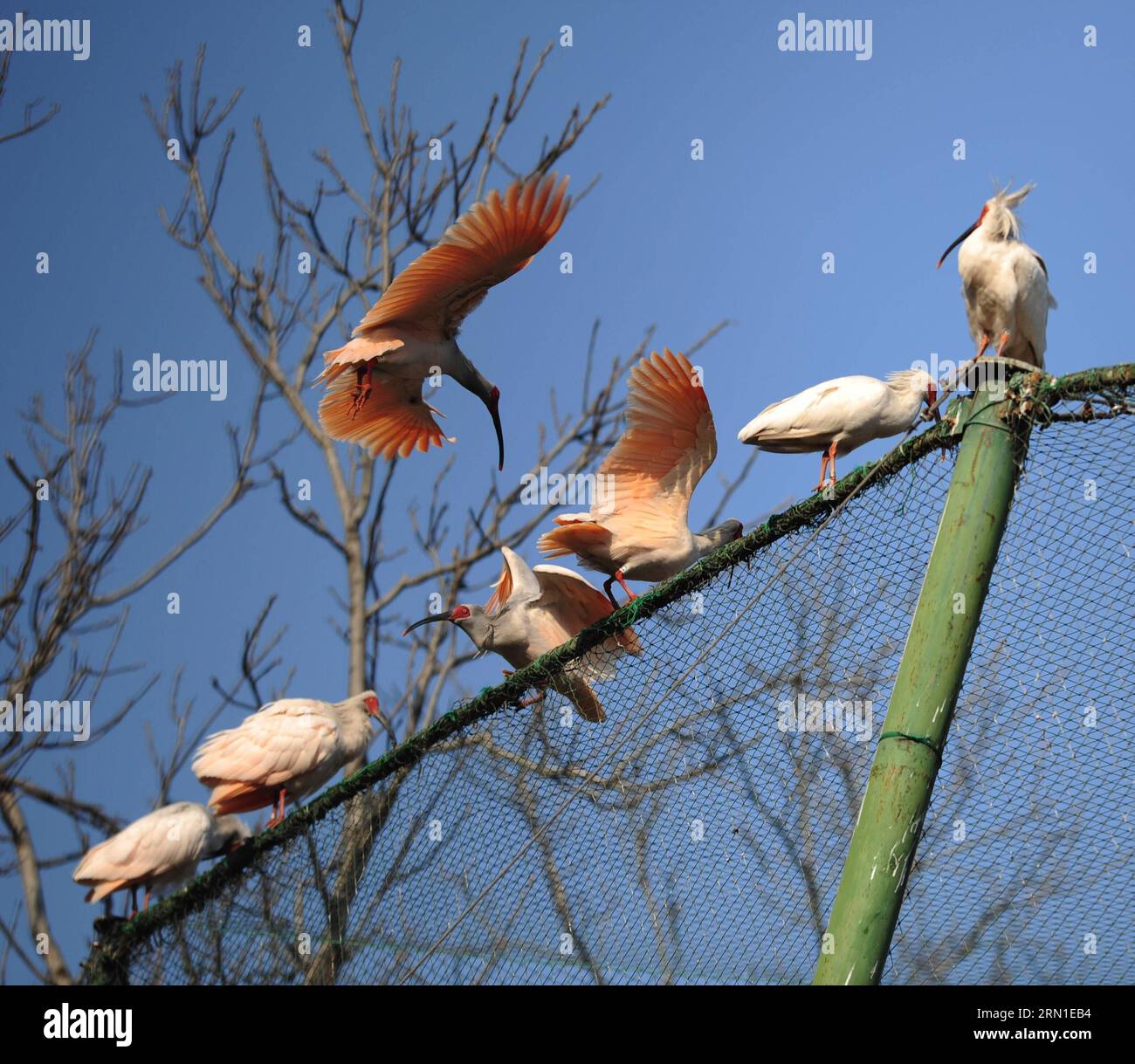 (141223) -- PEKING, 23. Dez. 2014 -- freigesetzte Kreppibisse, eine gefährdete Vogelart, von der man einst glaubte, dass sie in China ausgestorben sind, fliegen, um Käfigibisse an einer Basis des Wiederaufwilderungstrainings in der Stadt Tongchuan, Provinz Shaanxi im Nordwesten Chinas, 23. Dez. 2014, zu sehen. Der Crested Ibis, auch bekannt als der japanische Crested Ibis, ist groß mit weißem Gefieder und hatte vor den 1930er Jahren in Japan, China, Russland und auf der koreanischen Halbinsel gediehen. Die Bevölkerung war jedoch stark zurückgegangen, weil Kriege, Naturkatastrophen, Jagd und andere menschliche Aktivitäten stattgefunden hatten. ) (ZKR) CHINA-SHAANXI-CRESTED IBIS-RE-WILDING TRAINING(CN) DINGXHAI Stockfoto