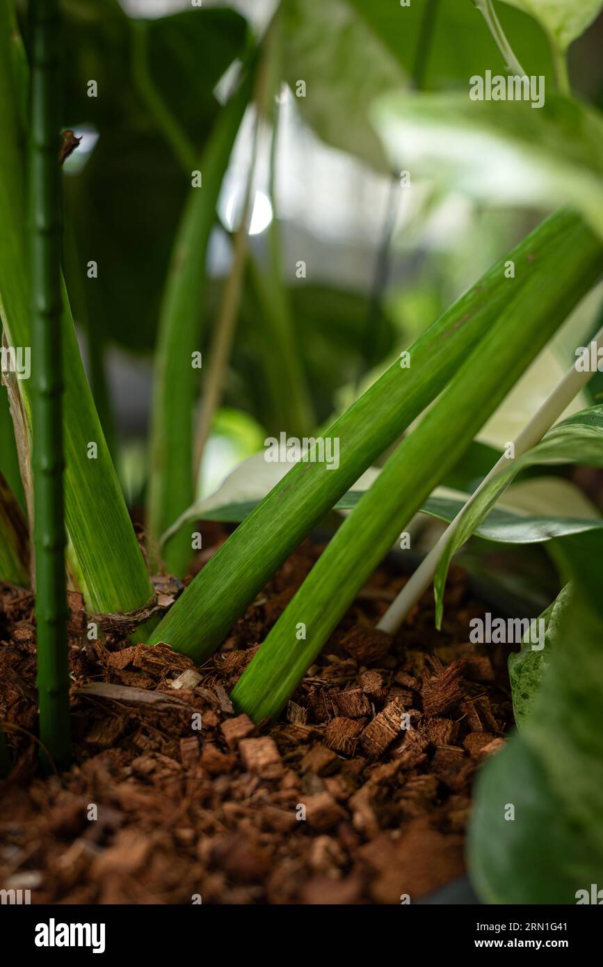 Nahaufnahme des grünen Baumstammes im Topfgarten Stockfoto