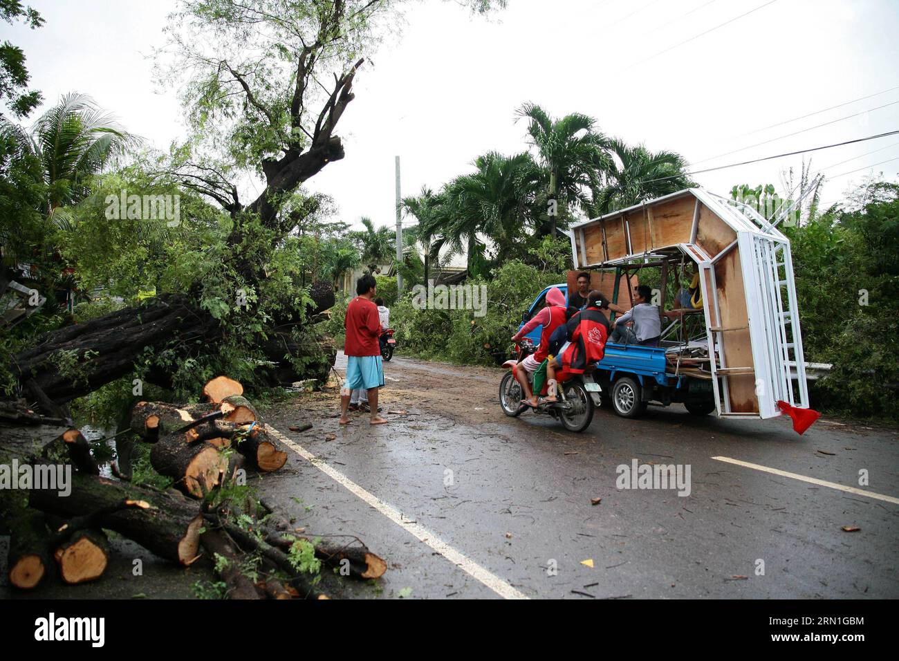 (141230) -- CEBU, 30. Dezember 2014 -- Bewohner passieren eine Straße mit einem umgestürzten Baum in der Provinz Cebu, Philippinen, 30. Dezember 2014. Mindestens sechs Menschen starben bei Überschwemmungen und eine weitere wurde angeblich vermisst, als der tropische Sturm Jangmi (Ortsname Seniang) die zentralen Philippinen traf, sagten Regierungsquellen am Dienstag. )(lyi) PHILIPPINEN-CEBU-TROPISCHER STURM JANGMI Stringer PUBLICATIONxNOTxINxCHN Cebu DEC 30 2014 Einwohner Pass durch eine Straße mit einem Fallbaum AUF IHM in der Provinz Cebu die Philippinen DEC 30 2014 mindestens sechs Prominente starben bei der Überschwemmung ausgelöst Vorfälle an Stockfoto