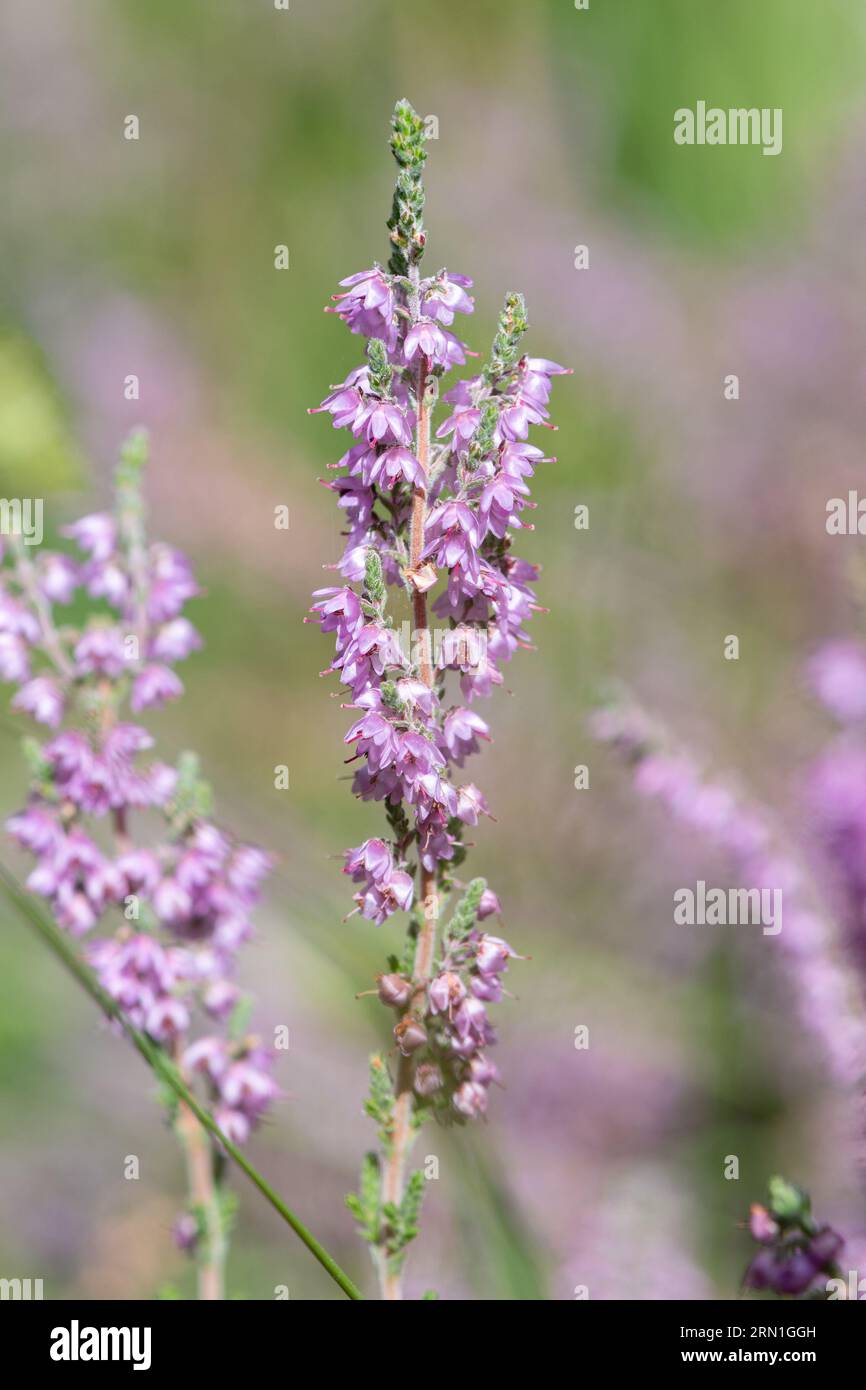 Nahaufnahme von kleinen gemeinen Heidekraut (Calluna vulgaris) rosa lila Blüten, Surrey, England, Großbritannien, im August oder Sommer Stockfoto