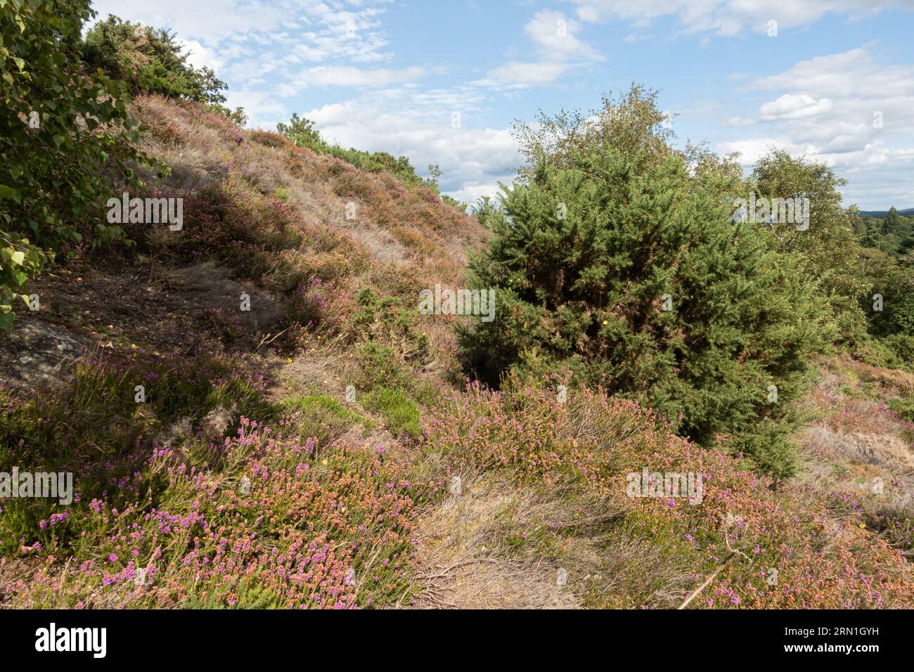 Blick auf blühendes Heidekraut am Hang von Hankley Common im Sommer oder August, Surrey, England, Großbritannien Stockfoto