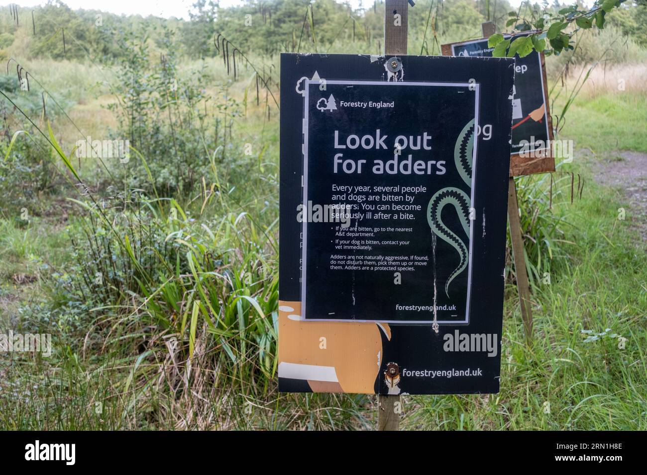 Warnschild über Adders in Alice Holt Forest, Hampshire, England, Großbritannien. Hinweis für Forst England Stockfoto