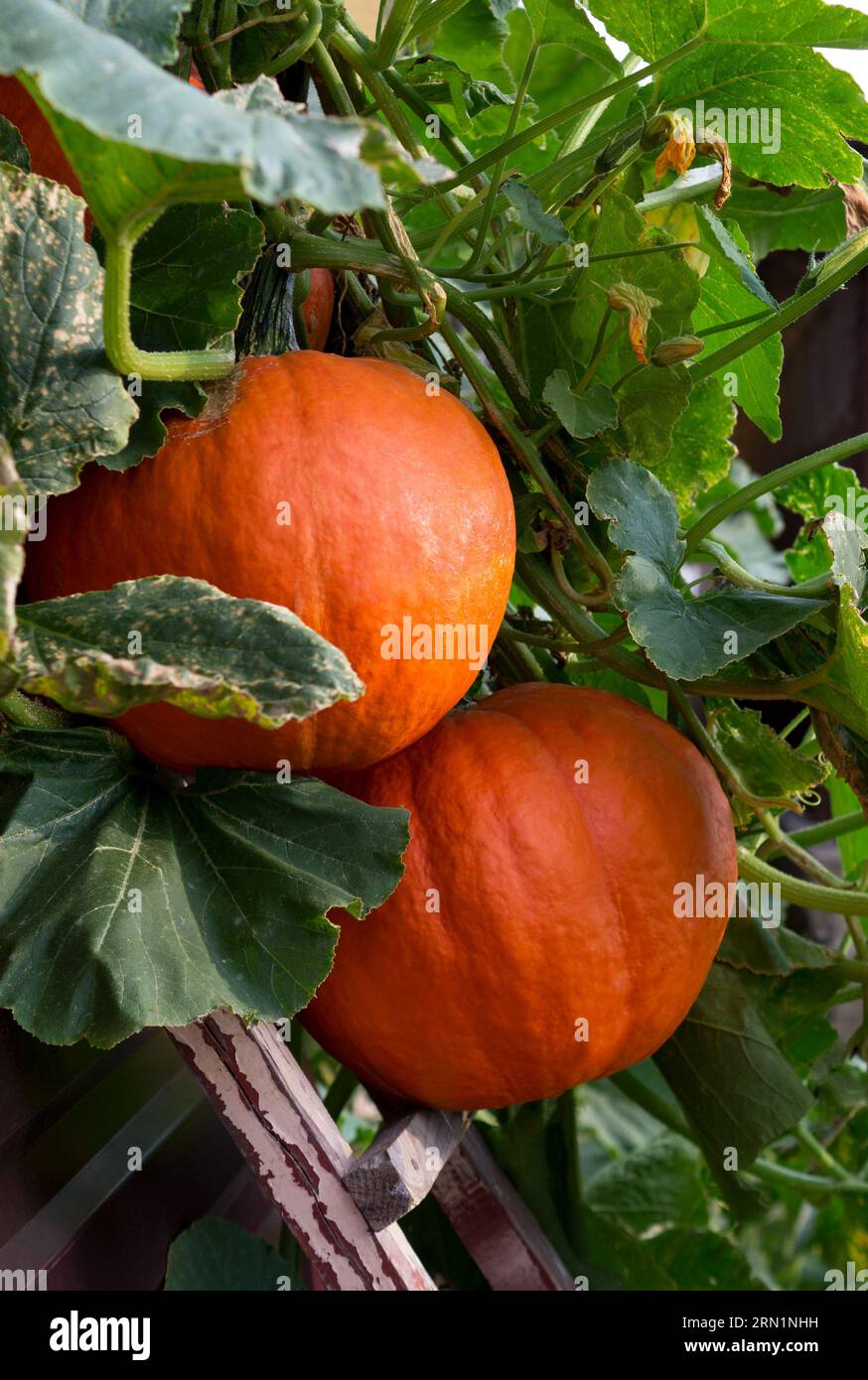 Große orange reife Kürbisse mit grünen Blättern hängen an der Wand. Erntesaison. Nahaufnahme. Stockfoto