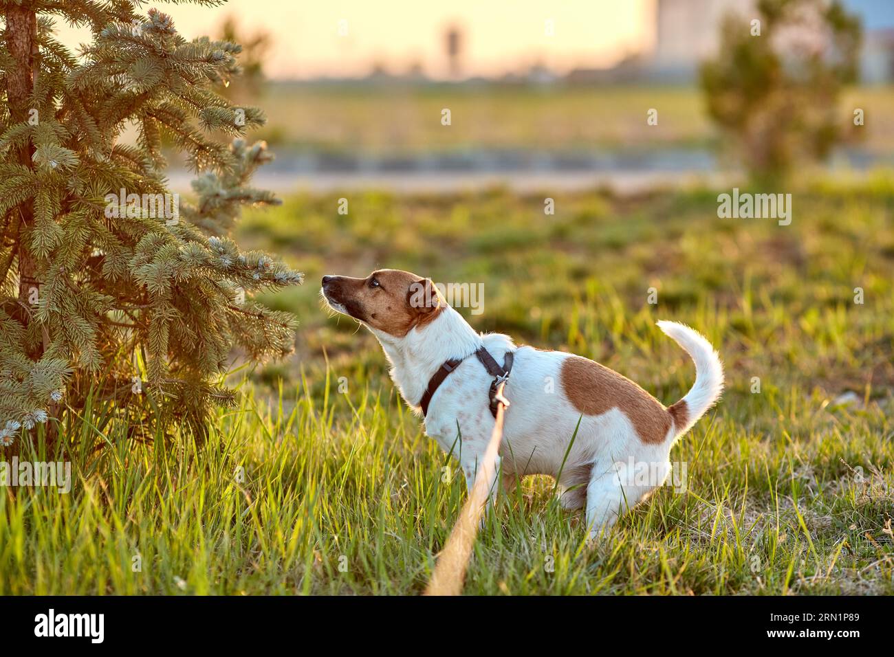 Jack Russell Hund spaziert im Park bei Sonnenuntergang. Stockfoto