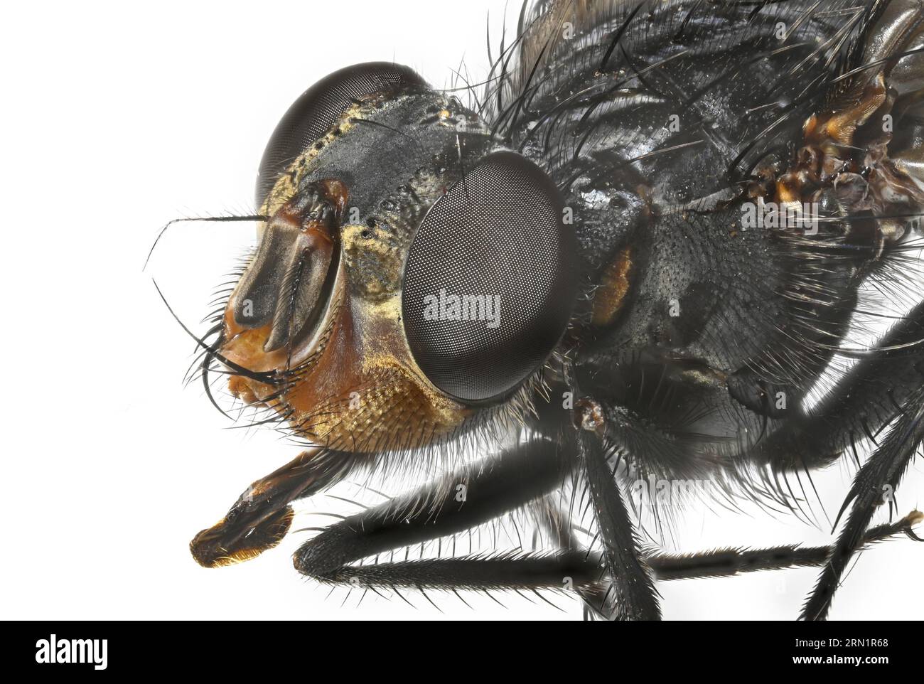 Nahaufnahme einer Fliege mit Details des Kopfes und der Haare am Körper. Stockfoto