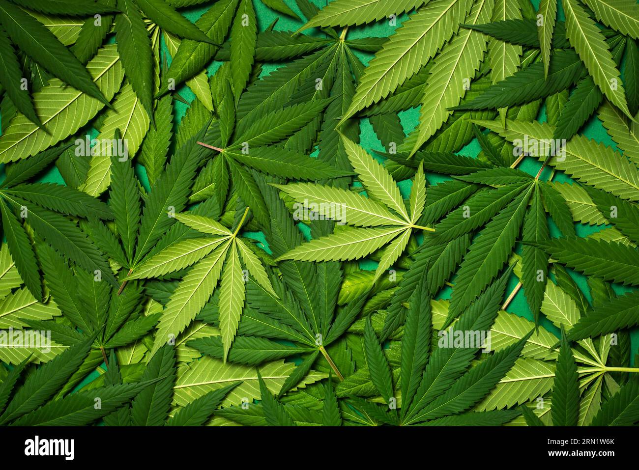Großes grünes Marihuana verlässt einen Stapel, der aus nächster Nähe fotografiert wurde Stockfoto