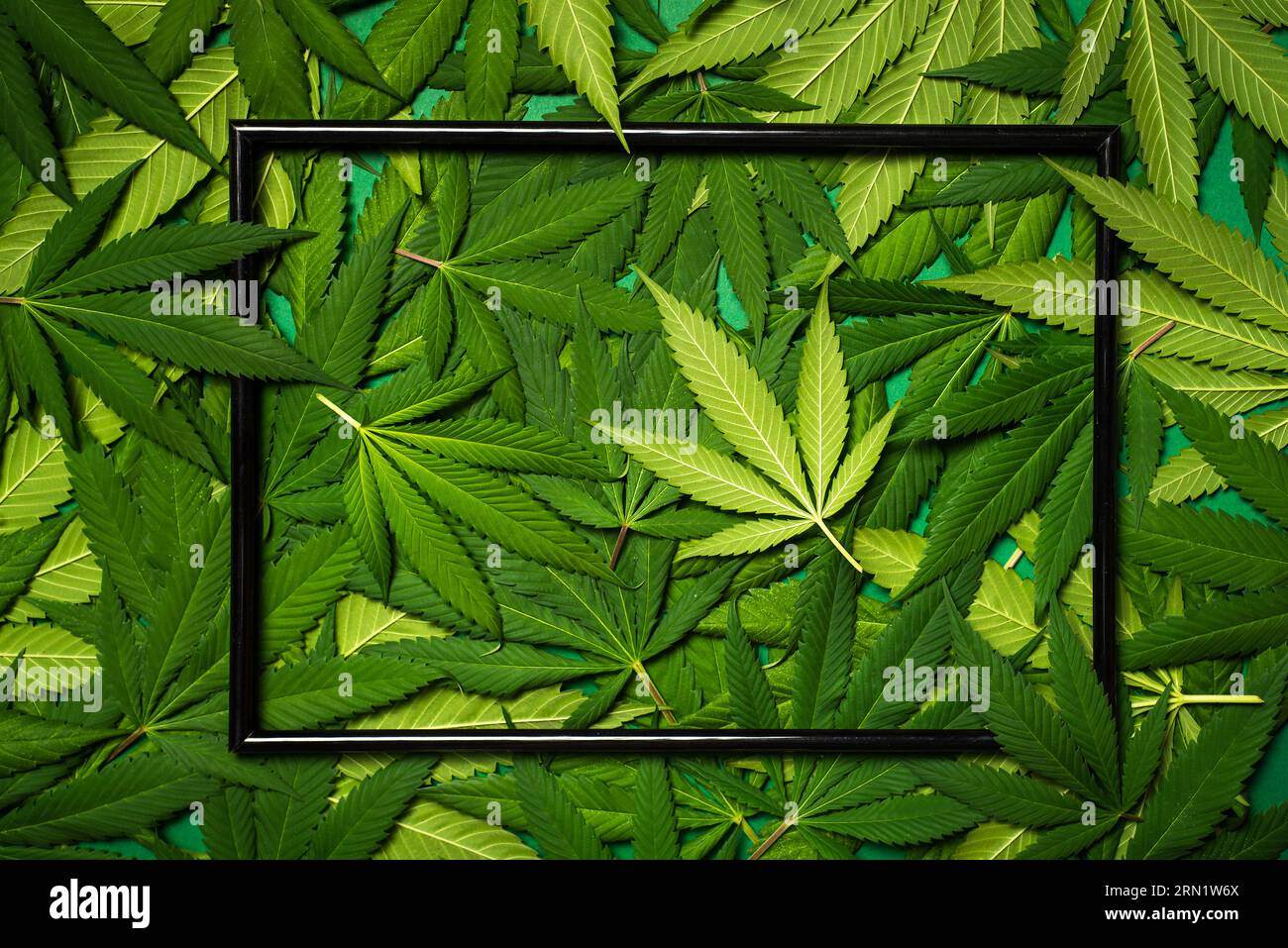 Großes grünes Marihuana verlässt einen Stapel, der aus nächster Nähe fotografiert wird, in einem Holzrahmen Stockfoto