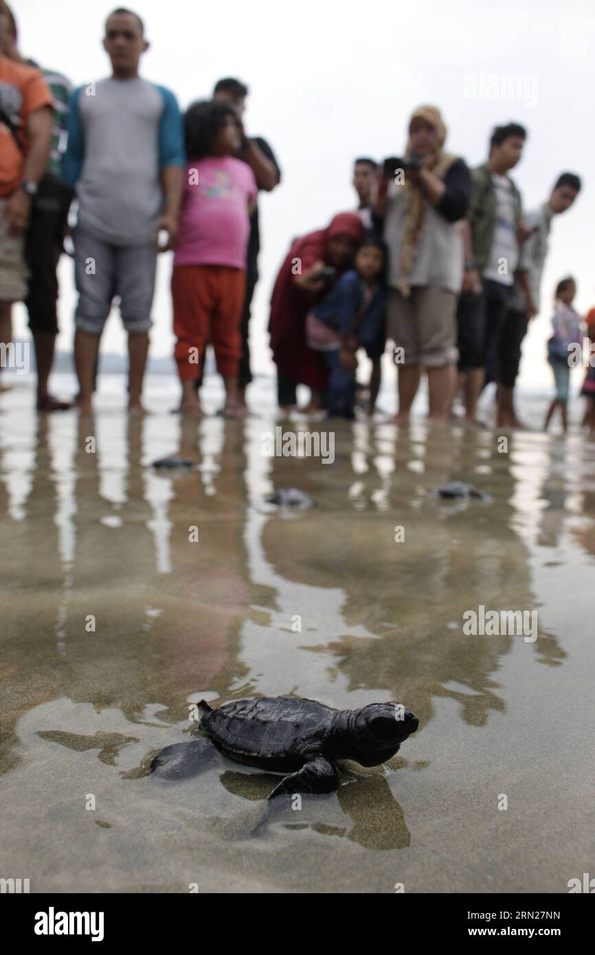 (150215) -- ACEH, 15. Februar 2015 -- Eine frisch geschlüpfte Oliven-Ridley-Schildkröte kriecht ins Meer, nachdem sie am Strand Lhoknga in Aceh, Indonesien, am 15. Februar 2015 freigelassen wurde. Die Zahl der Schildkröten in Indonesien nimmt aufgrund der unkontrollierten Jagd und des Verkaufs von Schildkröteneiern weiter ab. ) INDONESIEN-ACEH-BABY TURTLES-RELEASE Junaidi PUBLICATIONxNOTxINxCHN Aceh 15. Februar 2015 eine frisch geschlüpfte Baby-Oliven-Ridley-Schildkröte kriecht ins Meer nachdem sie AM Strand in Aceh Indonesien AM 15. Februar 2015 freigelassen wurde die Anzahl der Schildkröten in Indonesien sinkt aufgrund der unkontrollierten Jagd und des Verkaufs von Schildkröteneiern Indone weiter Stockfoto