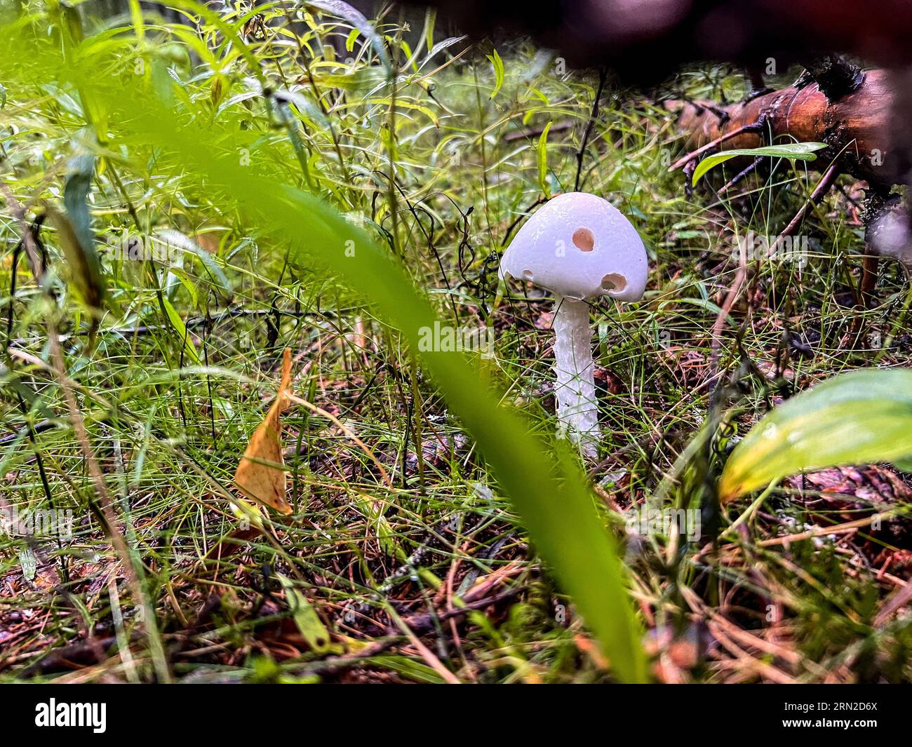 Vergiftete Pilze, die als tödliche Amanita bezeichnet werden, wachsen im Nordwald. Hochwertige Fotos Stockfoto