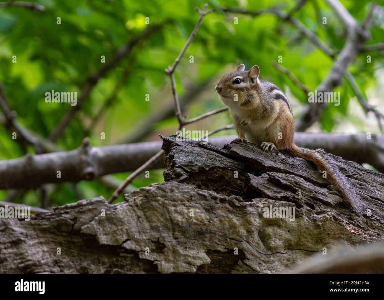 Chipmunk im Canadian Woods posiert für ein Foto Stockfoto