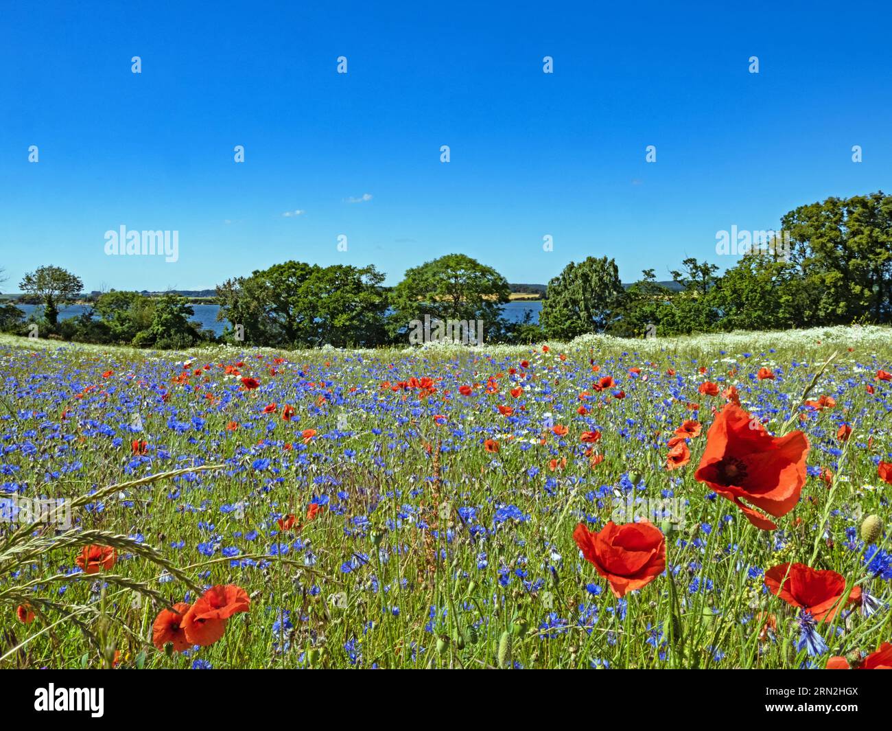 Blick auf ein Feld mit blühenden Mohnblumen und Kornblumen in Monchgut auf der Insel Rügen Stockfoto