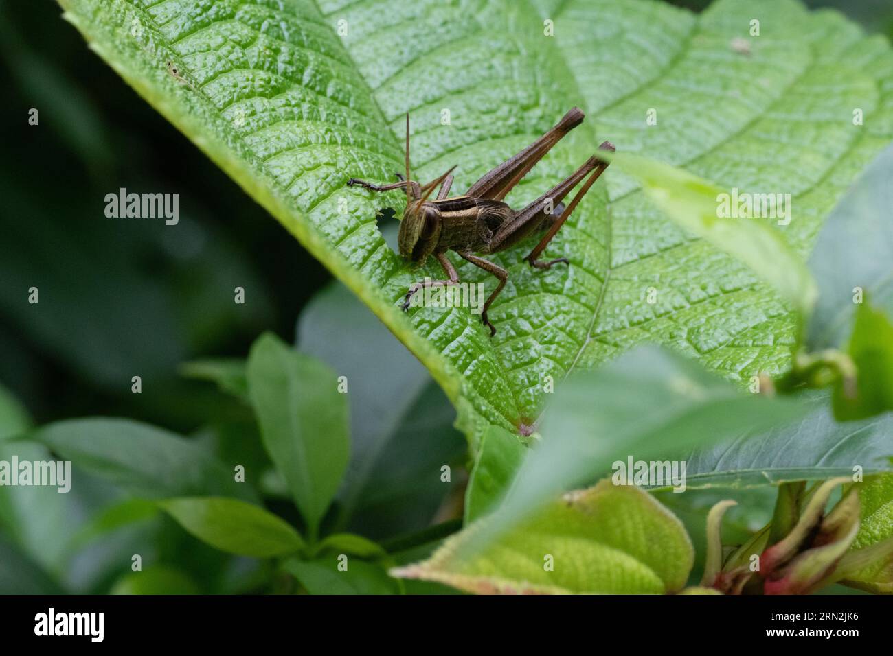 Heuschrecke, die Blätter in sirsi karnataka isst Stockfoto