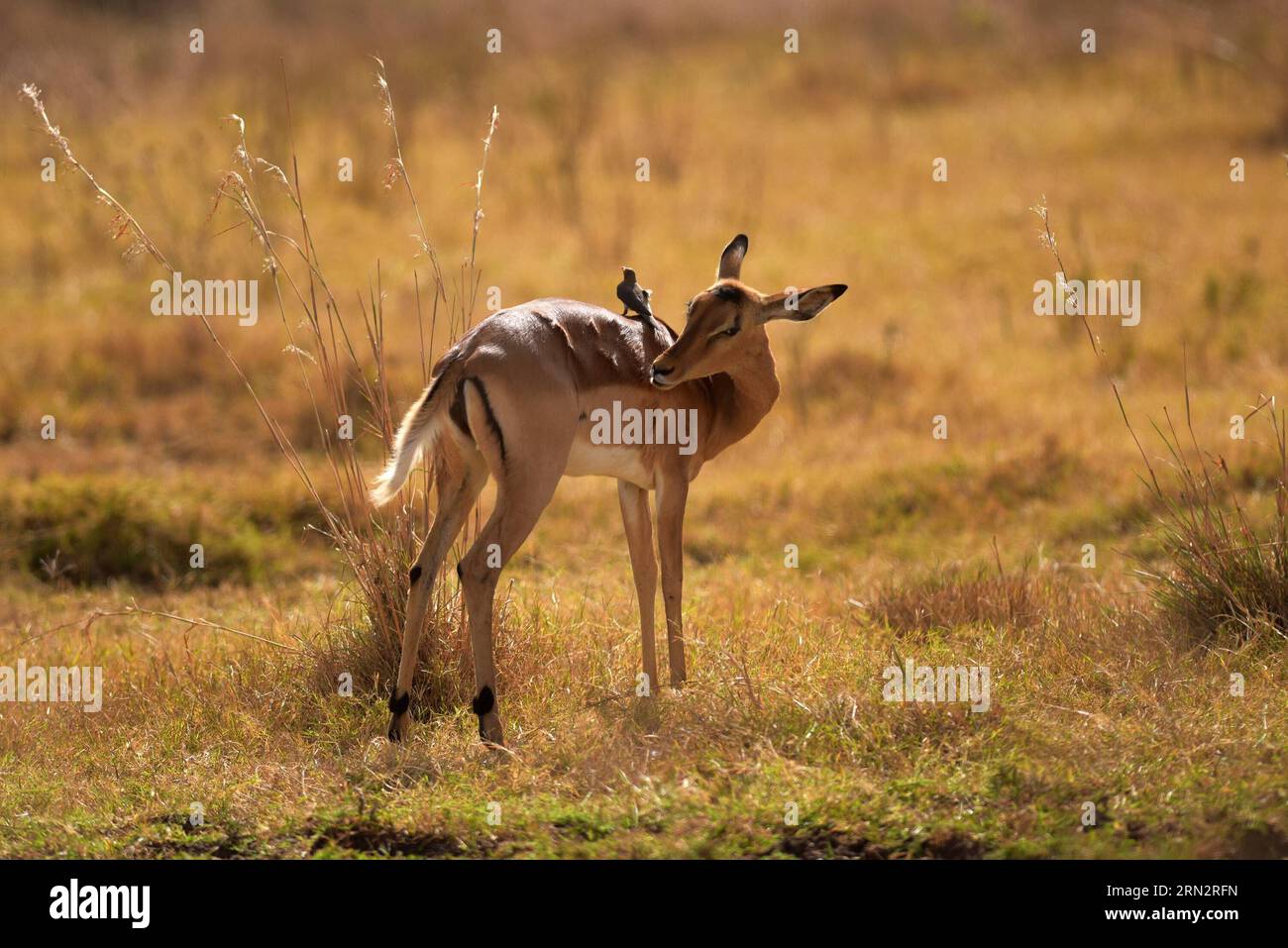 Eine Antilope ist im Nairobi-Nationalpark in Nairobi, Kenia, am 21. März 2015 zu sehen. Kenias lange Regensaison, die normalerweise im März beginnt, ist dieses Jahr unpünktlich, sodass sowohl die Menschen als auch die wilden Tiere dieses Landes sich nach den kommenden Regenfällen sehnen. ) KENIA-NAIROBI NATIONALPARK-SPÄT REGNERISCHER GRUND YangxYang PUBLICATIONxNOTxINxCHN to Antelope IST Seen IM Kenia S Nairobi Nationalpark in Nairobi Kenia 21. März 2015 Kenia S Long Rains Saison, die normalerweise im März BEGINNT, IST dieses Jahr, die Prominente und Wildtiere dieses Landes sehnen sich nach dem Kommen Regen Kenia Nairobi Nat Stockfoto