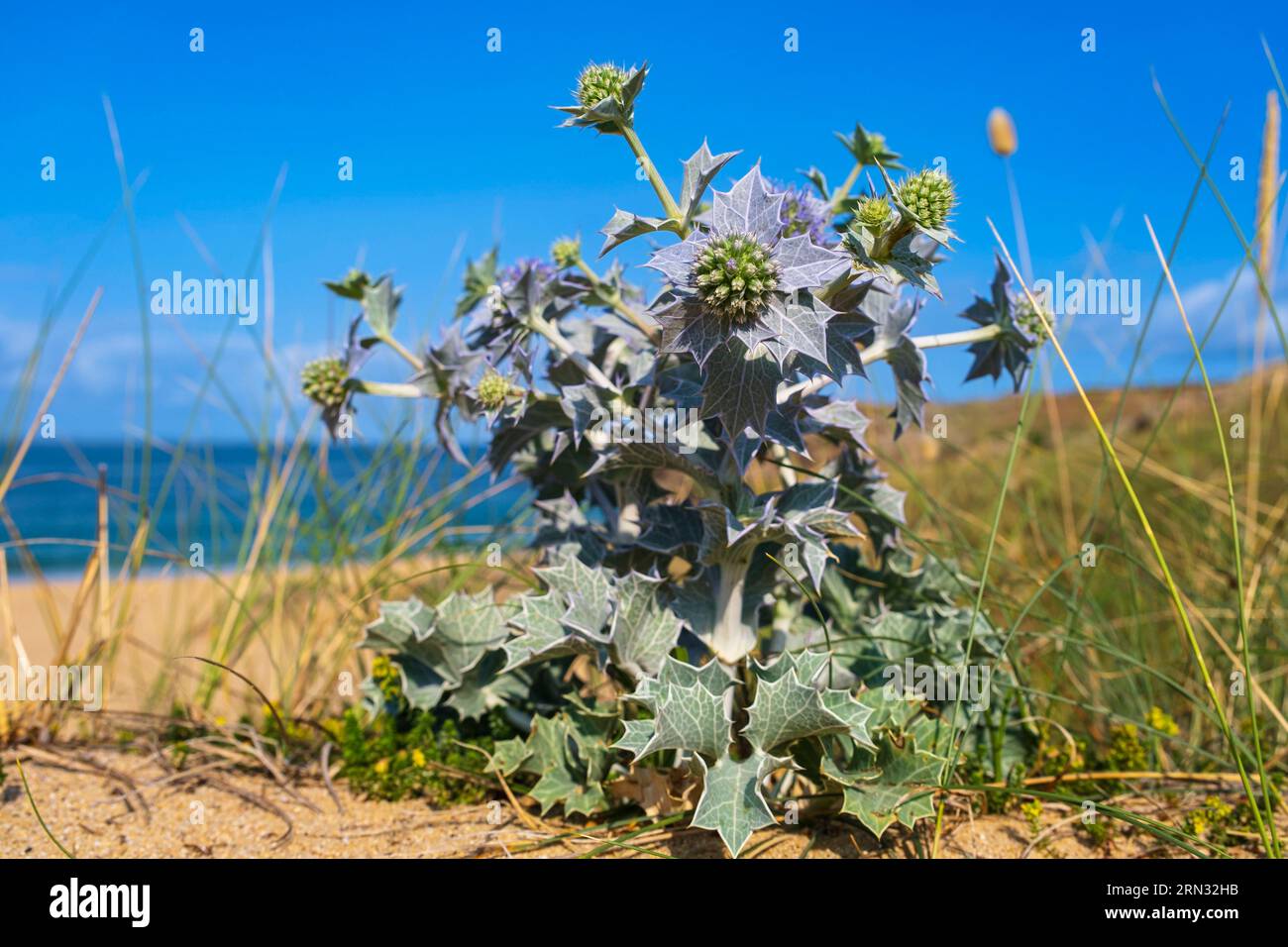 Frankreich, Morbihan, Insel Houat, stechpalme oder Meereryngo oder Meer eryngium (eryngium maritimum) Stockfoto