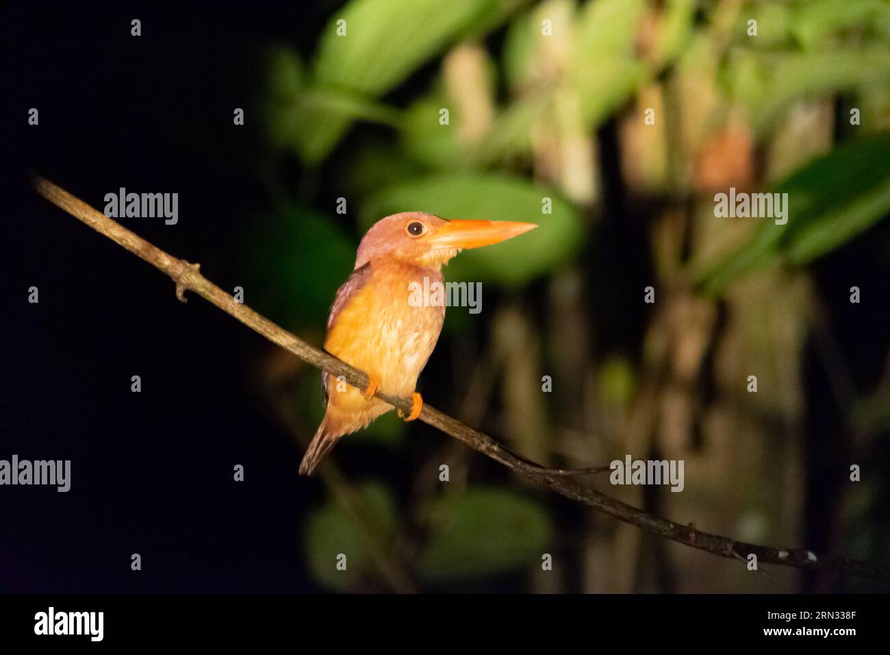 Tolle Nahaufnahme eines wilden ceyx erithaca in der Nacht Stockfoto