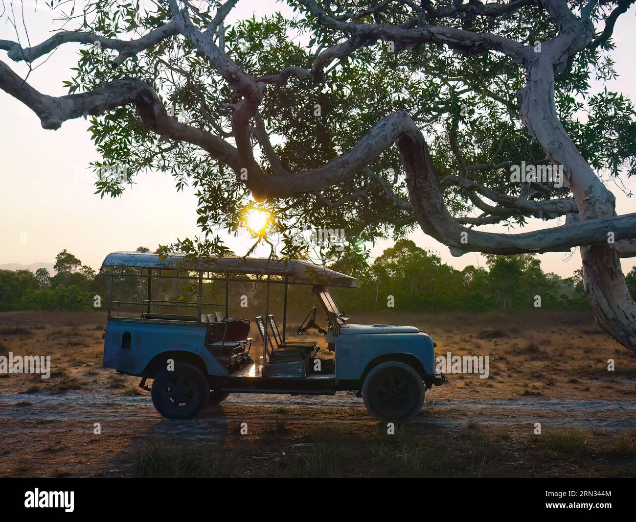 Seitenansicht eines alten alten Land rover, Jeep-Parkplatz in Savanne Trockenfeld gegen Sonnenaufgang am frühen Morgen in der Nähe von riesigen Baumzweigen, ruhige Szene Stockfoto