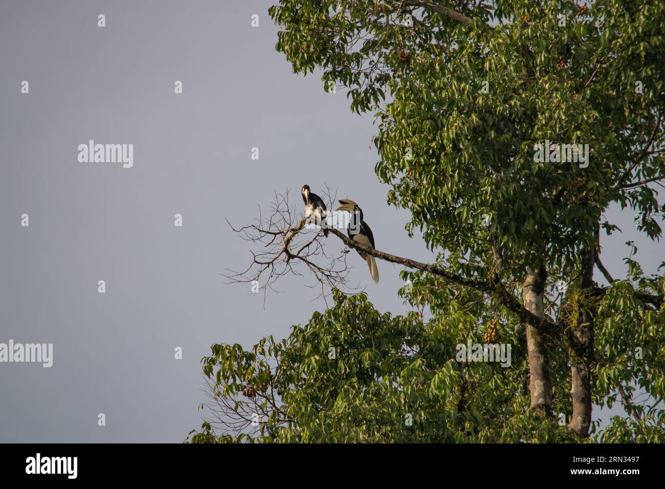 Tolle Nahaufnahme von zwei wilden orientalischen Rattenhornvögel, männlich und weiblich Stockfoto