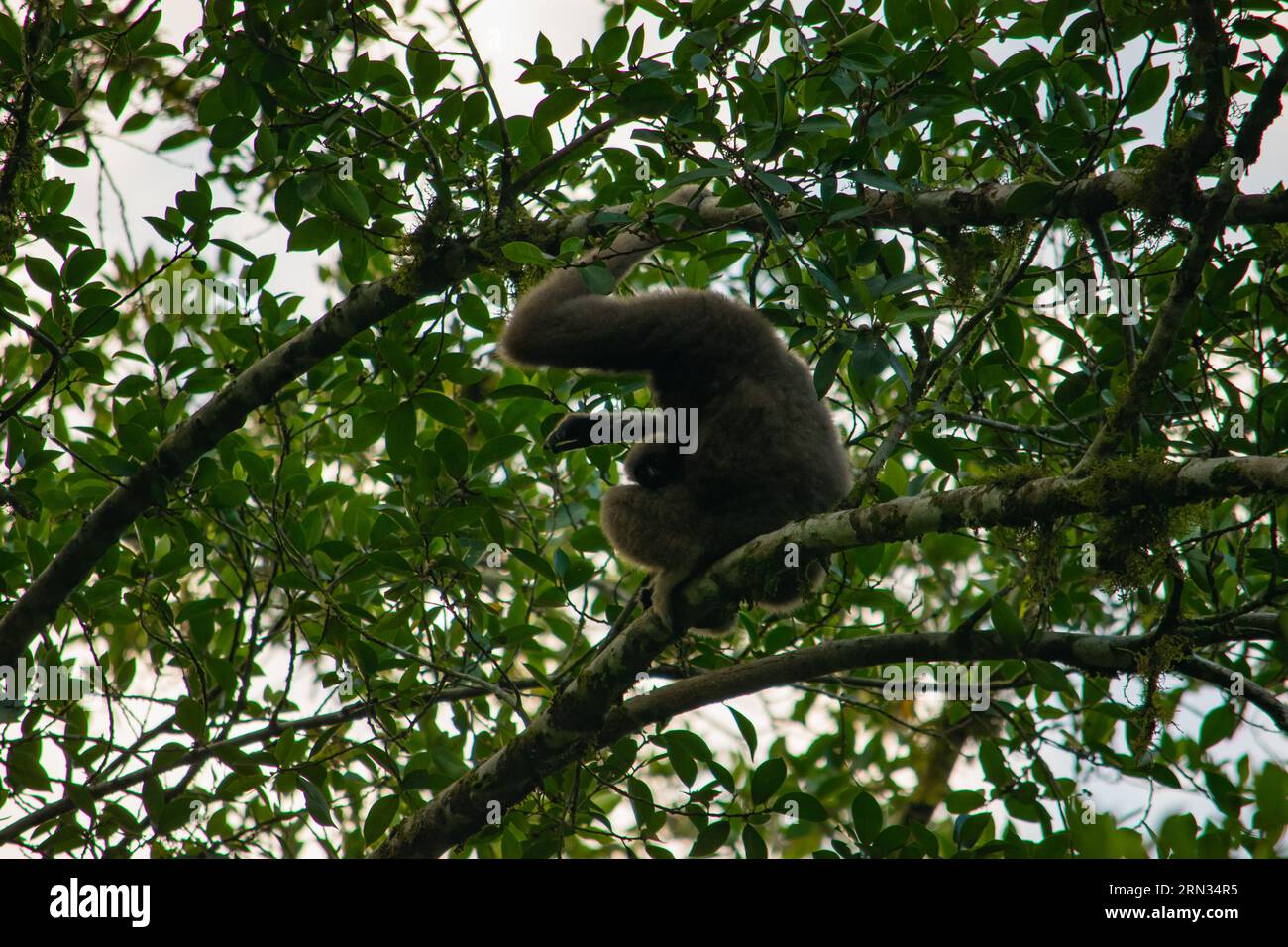 Eine erstaunliche Nahaufnahme einer seltenen wilden borneanischen Gibbon-Frau mit dem Baby Stockfoto