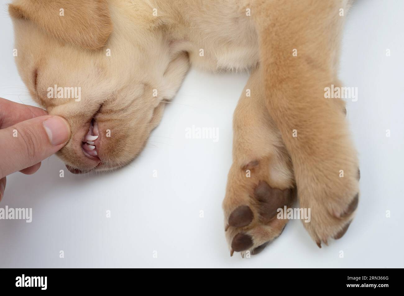 Das Thema der Hundezahnheilkunde. Untersuchung der labrador-Hundezähne im Nahanblick Stockfoto