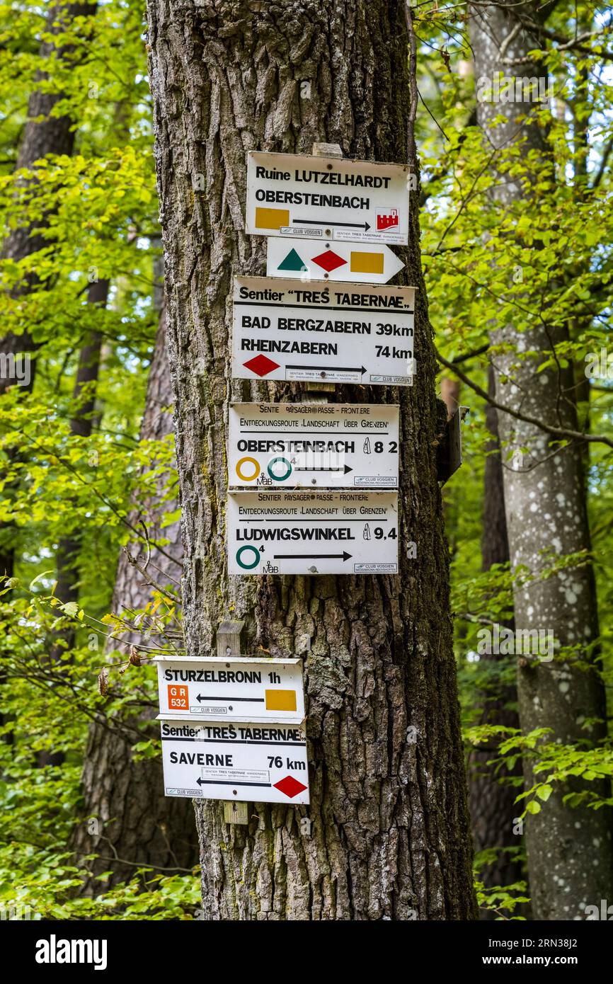 Frankreich, Unterrhein, Regionaler Naturpark der Vogesen Nord, Obersteinbach, Steinbacher Nationalwald, Wegweiser und Wegmarkierungen Stockfoto