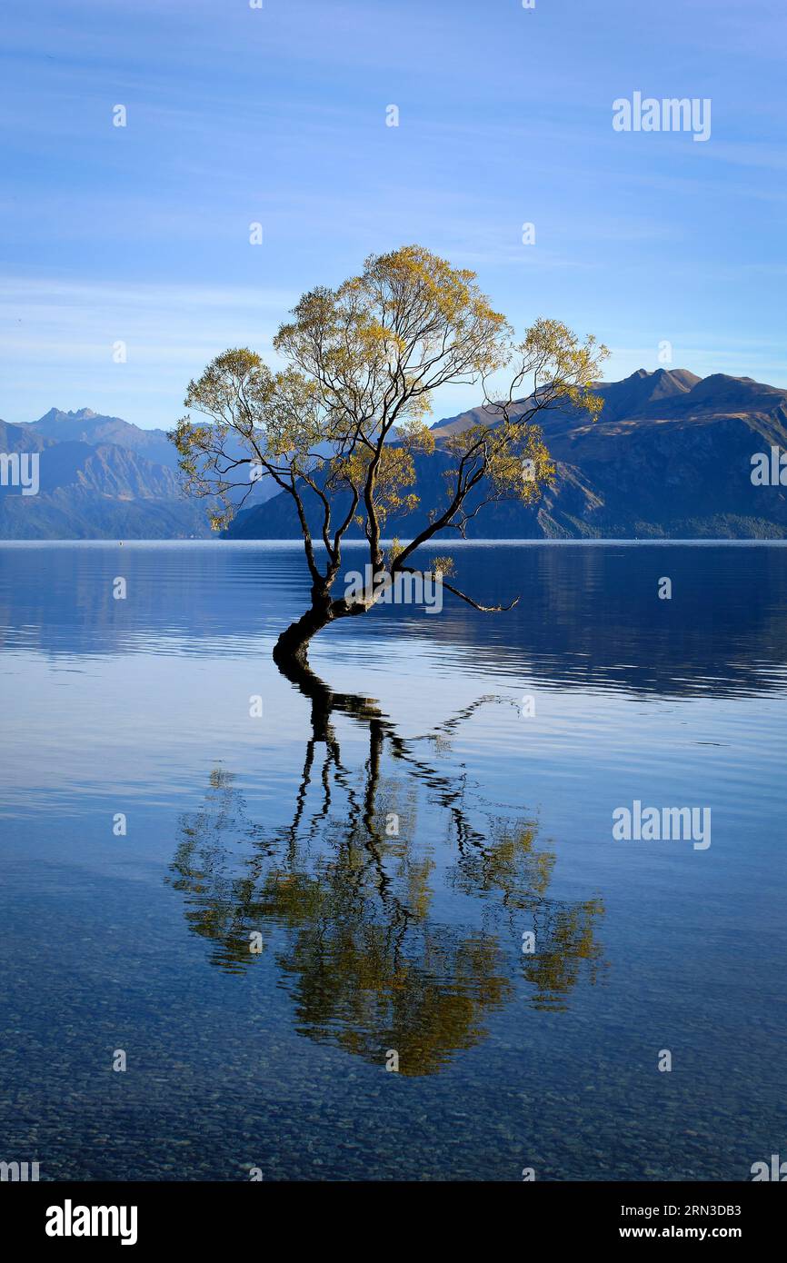 Neuseeland, South Island, Otago, Queenstown-Lakes District, Wanaka, Lake Wanaka vor den Toren des Mount Aspiring National Park, Wanaka Baum im Wasser Stockfoto