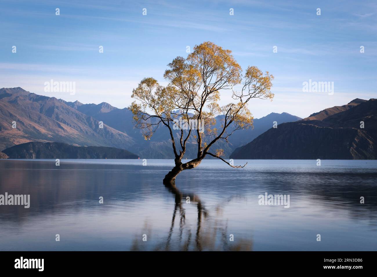 Neuseeland, South Island, Otago, Queenstown-Lakes District, Wanaka, Lake Wanaka vor den Toren des Mount Aspiring National Park, Wanaka Baum im Wasser Stockfoto