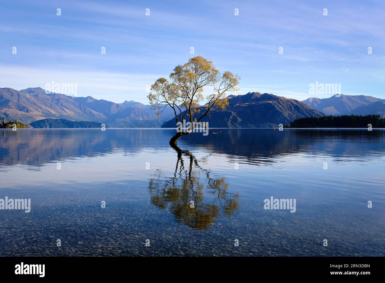 Neuseeland, South Island, Otago, Queenstown-Lakes District, Wanaka, Lake Wanaka vor den Toren des Mount Aspiring National Park, Wanaka Baum im Wasser Stockfoto