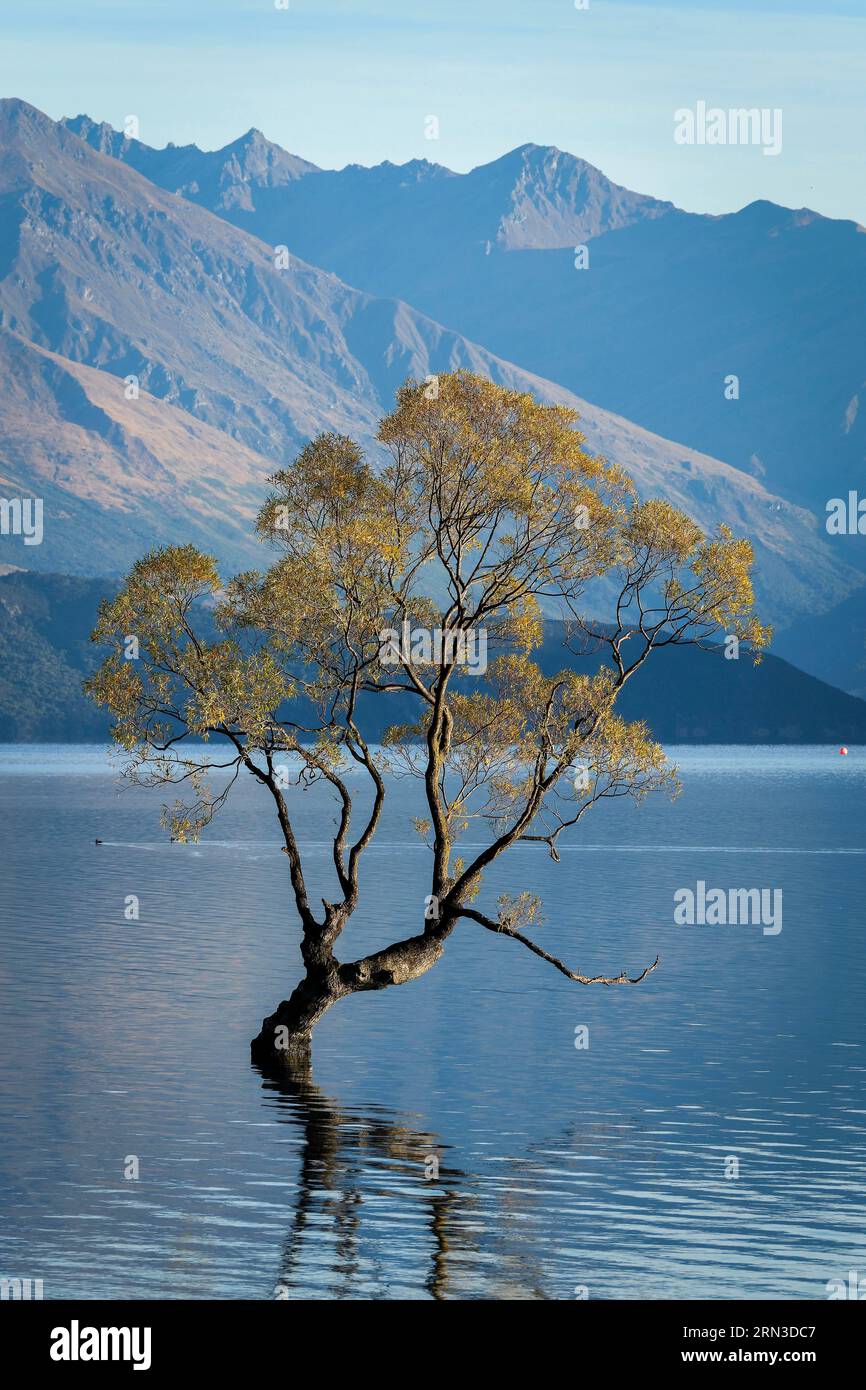 Neuseeland, South Island, Otago, Queenstown-Lakes District, Wanaka, Lake Wanaka vor den Toren des Mount Aspiring National Park, Wanaka Baum im Wasser Stockfoto