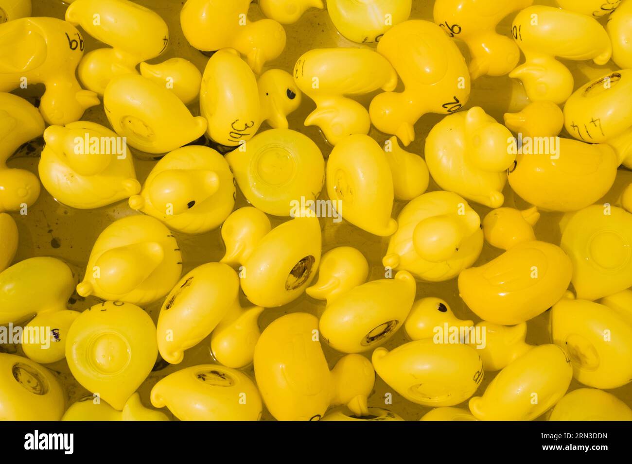 Blick von oben auf Eine große Sammlung von Yellow Toy Plastic Ducks, Großbritannien Stockfoto