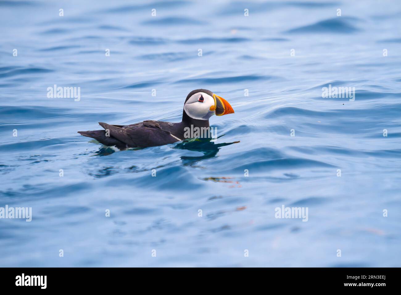 Frankreich, Cotes d'Armor, Perros Guirec, Naturschutzgebiet Sept Iles, Atlantischer Puffin (Fratercula arctica), gefährdete Arten, die aus der Bretagne verschwinden könnten Stockfoto