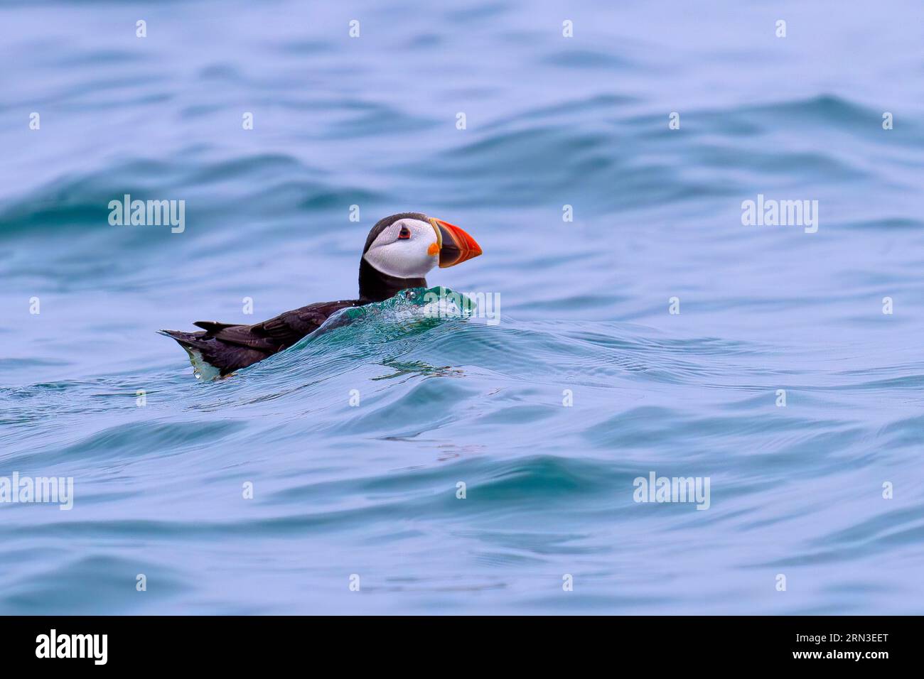 Frankreich, Cotes d'Armor, Perros Guirec, Naturschutzgebiet Sept Iles, Atlantischer Puffin (Fratercula arctica), gefährdete Arten, die aus der Bretagne verschwinden könnten Stockfoto