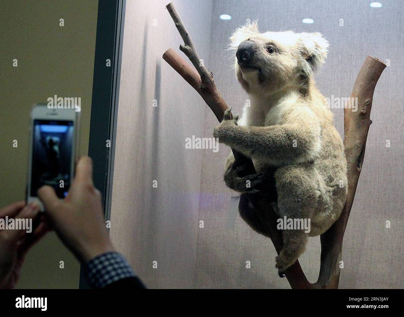 SHANGHAI, 17. April 2015 -- Ein Besucher fotografiert Ein Koala-Exemplar im Shanghai Natural History Museum während seiner Vorschau im ostchinesischen Shanghai am 17. April 2015. Das am 19. April 2015 neu eröffnete Museum verfügt über eine Sammlung von fast 290.000 Proben, darunter ein vollständiges Exemplar eines 140 Millionen Jahre alten Dinosaurierskeletts von Mamenchisaurus. Es gibt auch seltene Exemplare, die außerhalb Chinas nicht zu finden sind, wie Yellow River Mammut, Riesen Salamander, Riesen Panda und Yangtze Alligator. ) (wf) CHINA-SHANGHAI-NATURAL HISTORY MUSEUM-OPEN (CN) ChenxFei PUBLICATIONxNOTxINxCHN Stockfoto