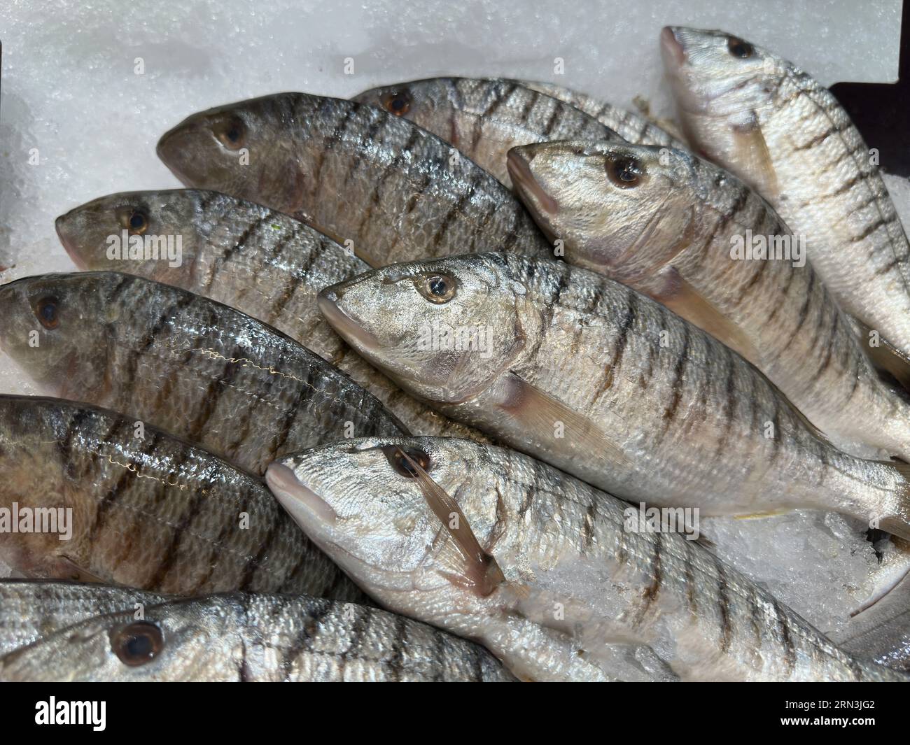 Frischer Fisch an einem Marktstand Stockfoto