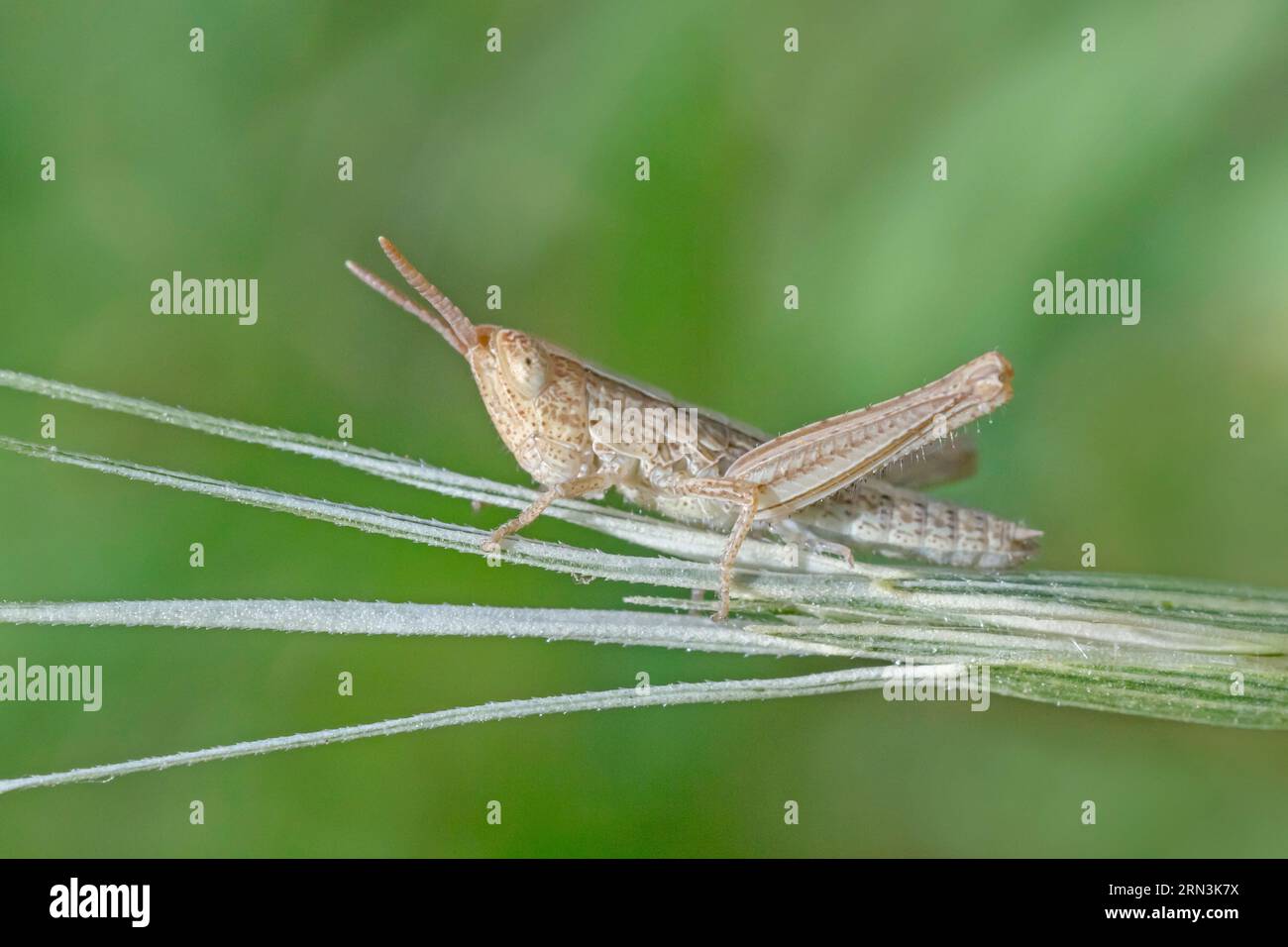 Nahaufnahme einer kleinen Heuschrecke, die auf der Pflanze sitzt Stockfoto