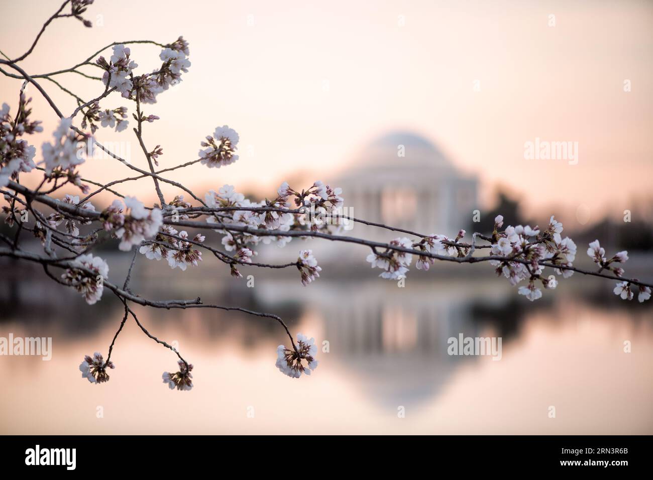 WASHINGTON DC, Vereinigte Staaten – das Jefferson Memorial steht umgeben von leuchtenden Kirschblüten und markiert den Beginn des Frühlings in der Hauptstadt. Diese Blüten, ein Geschenk Japans aus dem Jahr 1912, bieten eine malerische Kulisse für das Denkmal, das dem dritten US-Präsidenten Thomas Jefferson gewidmet ist und die Verschmelzung von natürlicher Schönheit und amerikanischer Geschichte hervorhebt. Stockfoto