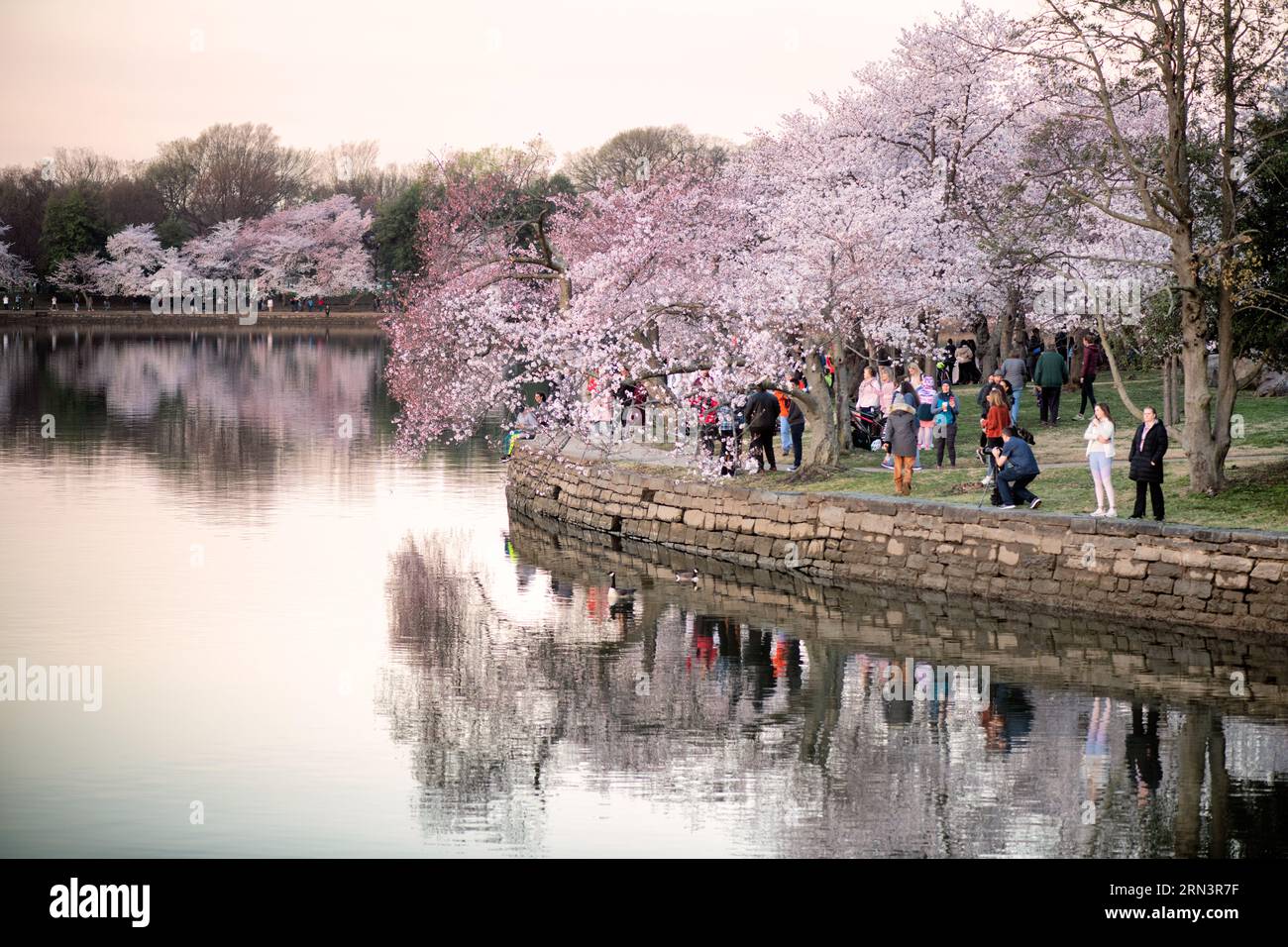 WASHINGTON DC, Vereinigte Staaten – Kirschblüten in voller Blüte Umschlag das Tidal Basin, markiert den Beginn des Frühlings in der Hauptstadt der Nation. Dieses jährliche Ereignis zieht Tausende an und symbolisiert die andauernde Freundschaft zwischen den USA und Japan, ein Geschenk Tokios aus dem Jahr 1912. Stockfoto