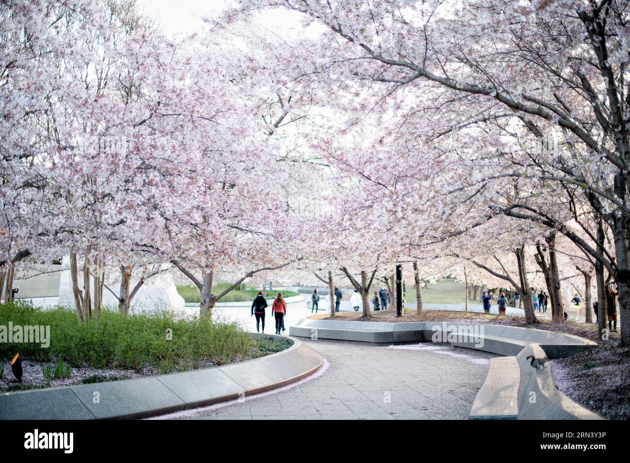 WASHINGTON DC, Vereinigte Staaten – die Kirschblüten in voller Blüte umgeben den Martin Luther King Jr. Gedenkstätte im Tidal Basin. Die legendäre Frühlingsschau fällt mit dem jährlichen Cherry Blossom Festival in Washington zusammen, das Tausende von Besuchern anzieht. Das hoch aufragende Denkmal ehrt Dr. Kings Vermächtnis als Anführer der amerikanischen Bürgerrechtsbewegung. Stockfoto