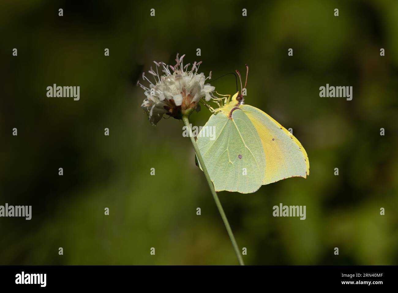 Cleopatra (Gonepteryx cleopatra) männliche Pyrenäen Spanien August 2023 Stockfoto