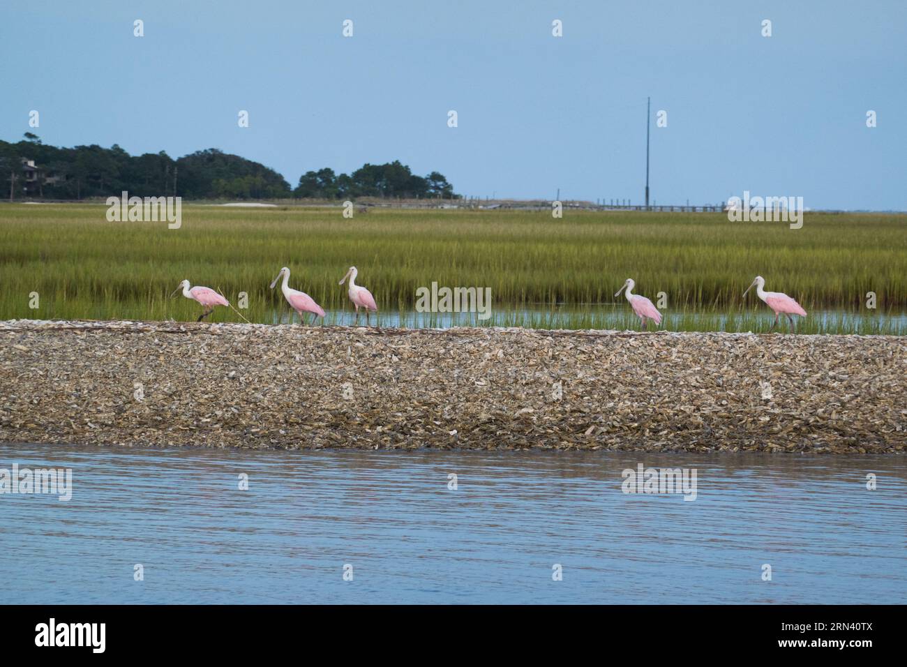 Rosettenlöffler auf der Oyster Shell Bank South Carolina // BULLYARD SOUND, South Carolina, Vereinigte Staaten — Eine Gruppe von Rosettenlöffeln (Platalea ajaja) sammelt sich auf einer Bank von ausgemusterten Austernschalen im Lowcountry Waterway des Bullyard Sound, South Carolina. Diese markanten rosa Watvögel sind bekannt für ihre löffelförmigen Schellen, die sie zum Filtern von Futter in flachen Gewässern verwenden. Rosenlöffler sind ein wichtiger Indikator für die Gesundheit der Küstenökosysteme im Südosten der Vereinigten Staaten. Stockfoto