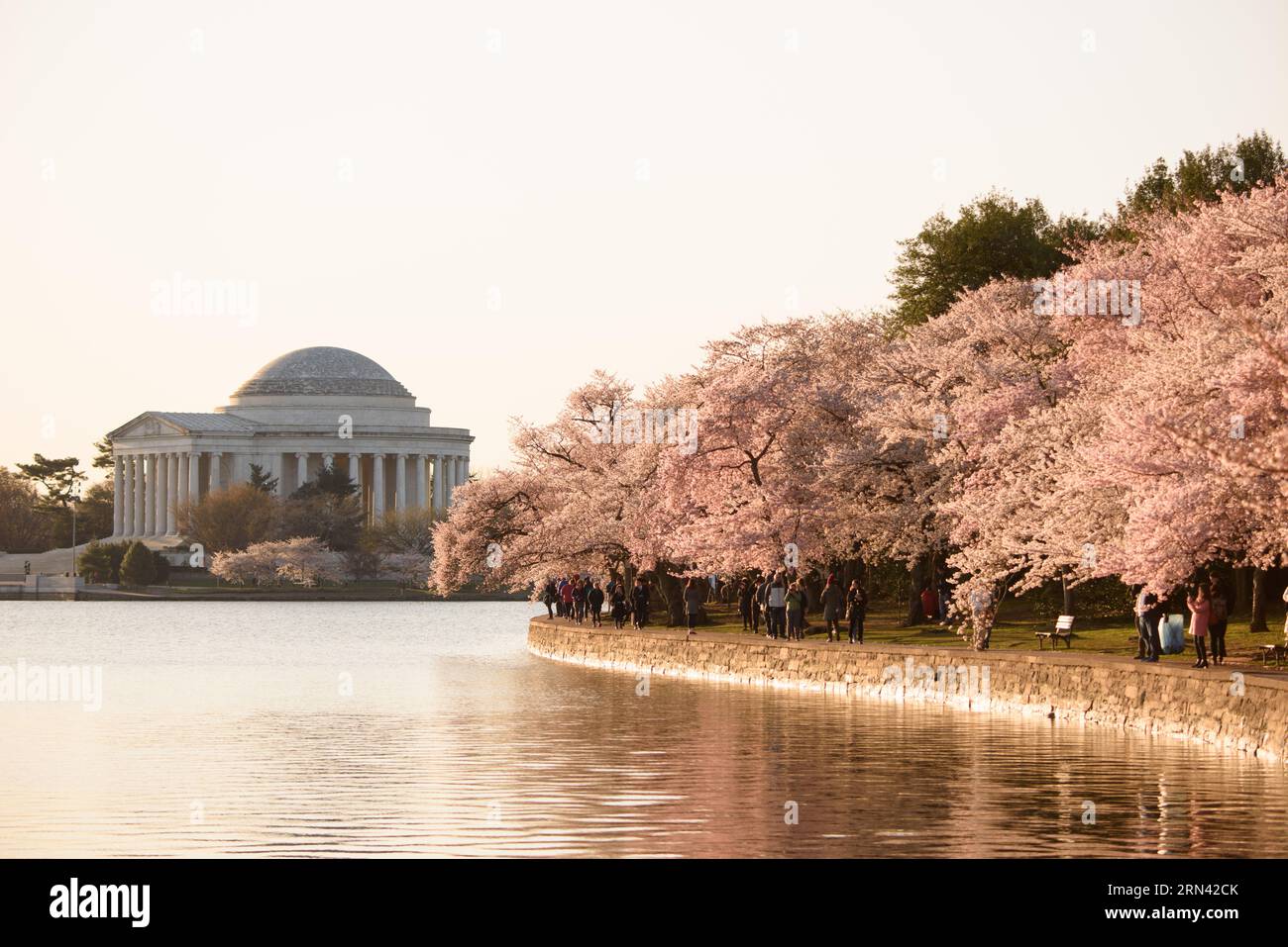 WASHINGTON DC, Vereinigte Staaten – das Jefferson Memorial steht umgeben von leuchtenden Kirschblüten und markiert den Beginn des Frühlings in der Hauptstadt. Diese Blüten, ein Geschenk Japans aus dem Jahr 1912, bieten eine malerische Kulisse für das Denkmal, das dem dritten US-Präsidenten Thomas Jefferson gewidmet ist und die Verschmelzung von natürlicher Schönheit und amerikanischer Geschichte hervorhebt. Stockfoto