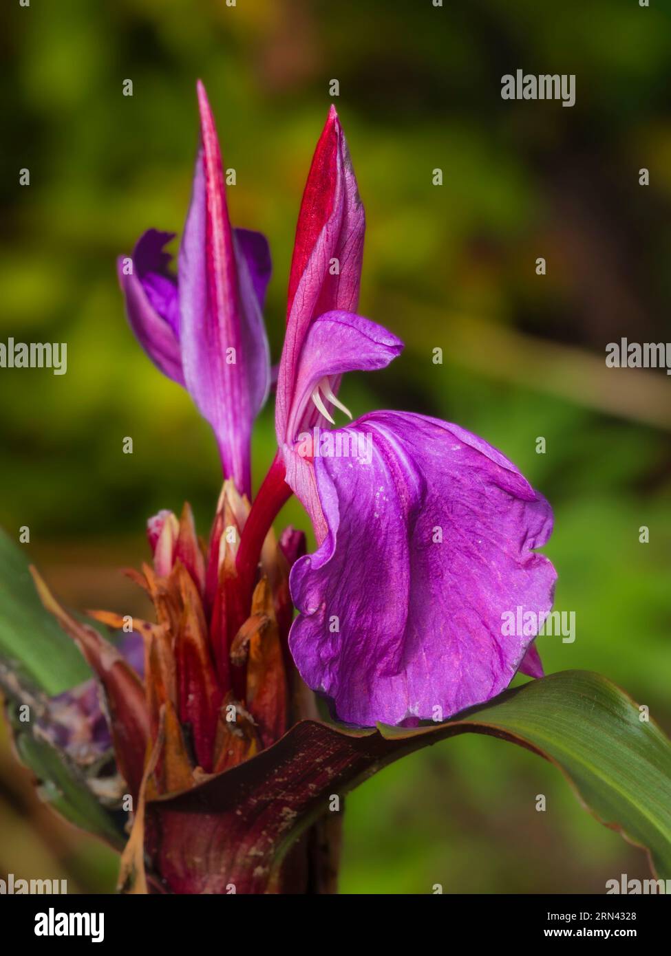 Spätsommerblumen des harzigen, mehrjährigen Ingwers Roscoea purpurea „Royal Purple Group“ Stockfoto