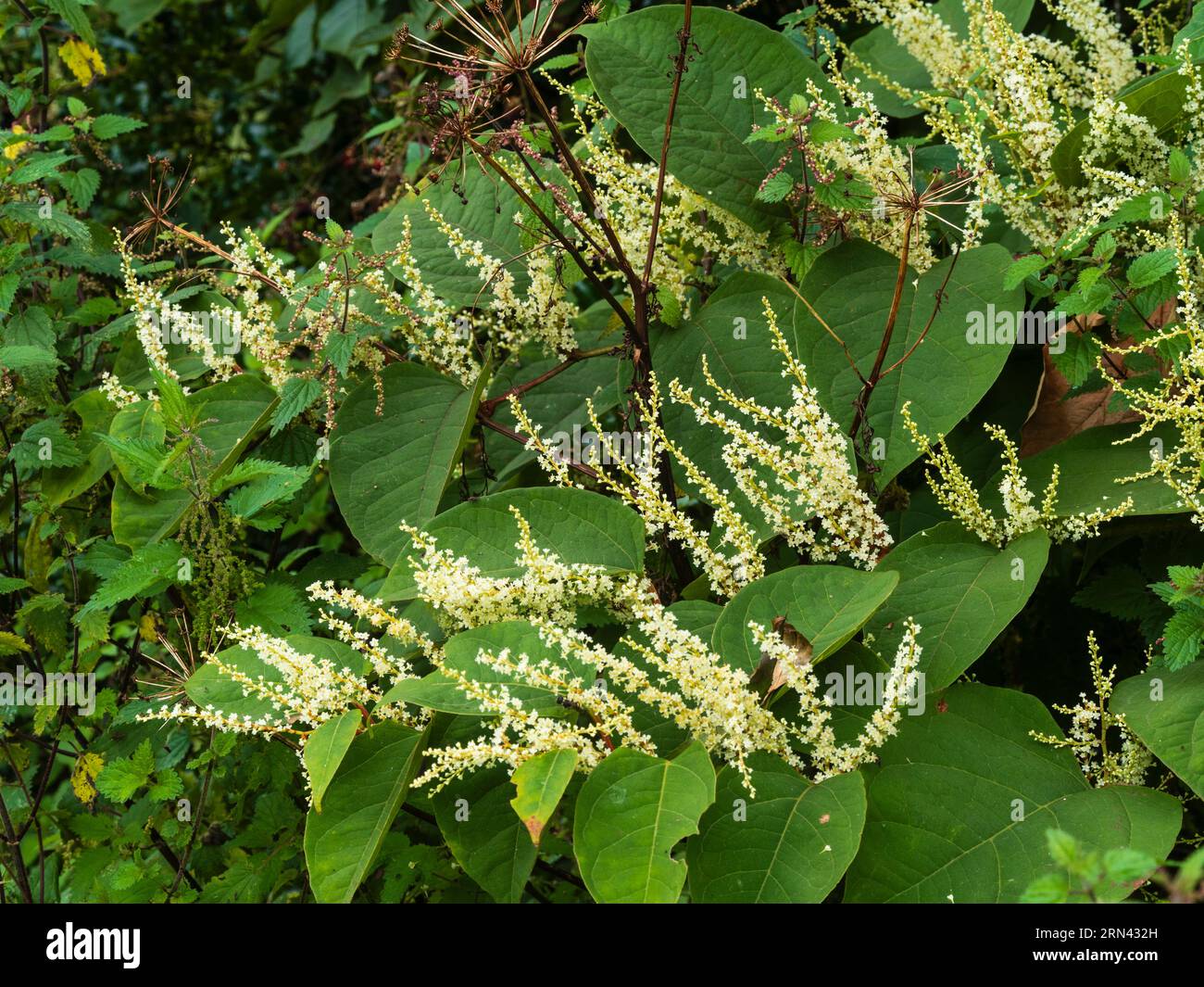Spätsommerpanicles aus weißen Blüten der kräftigen, harten russischen Rebe Fallopia baldschuanica Stockfoto