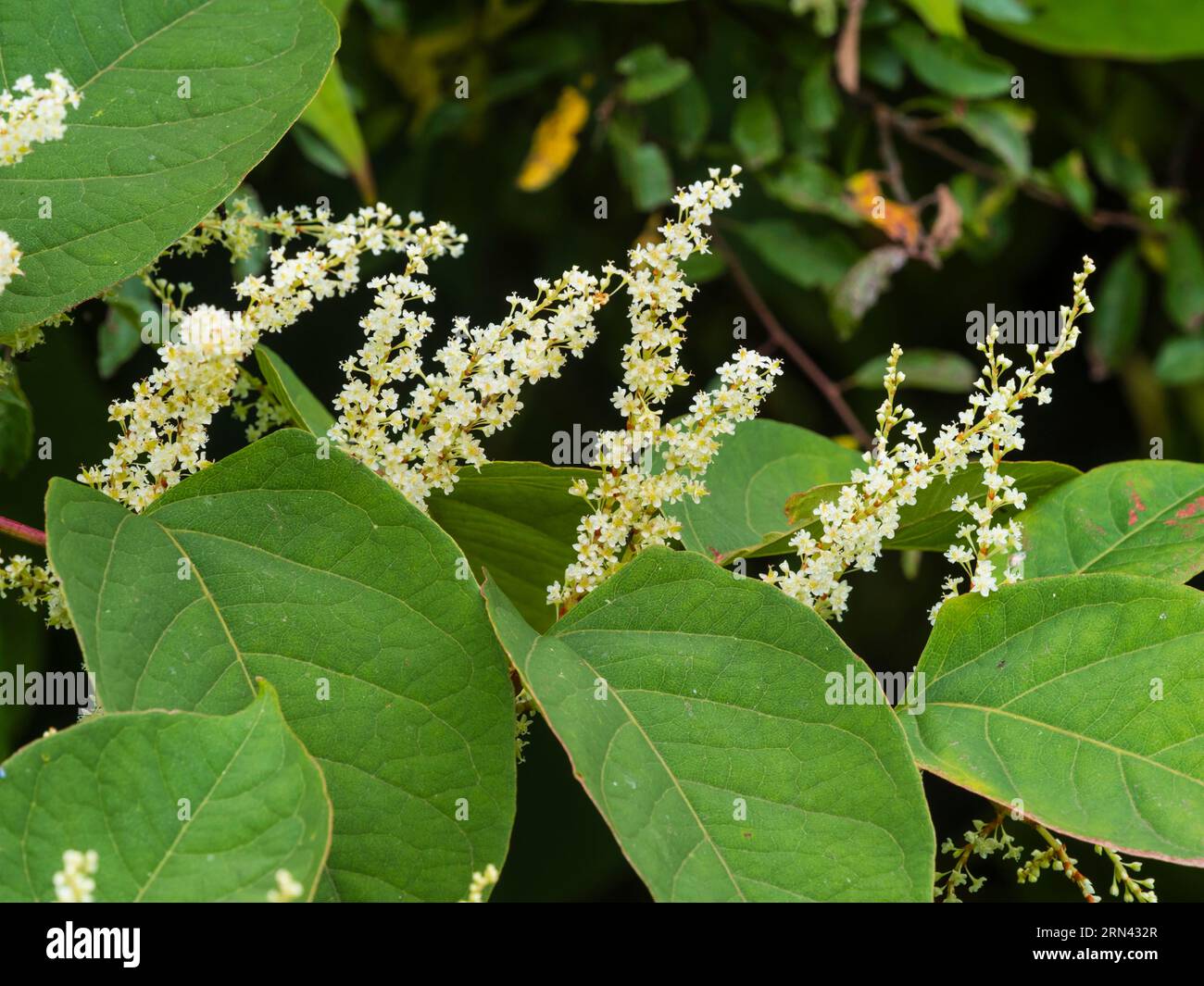 Spätsommerpanicles aus weißen Blüten der kräftigen, harten russischen Rebe Fallopia baldschuanica Stockfoto
