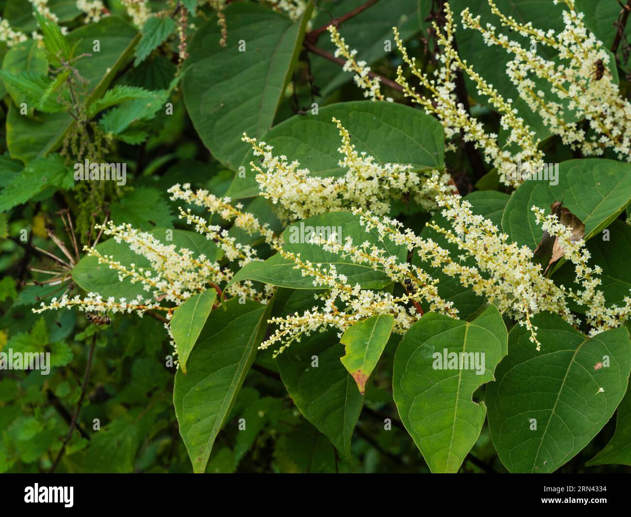 Spätsommerpanicles aus weißen Blüten der kräftigen, harten russischen Rebe Fallopia baldschuanica Stockfoto