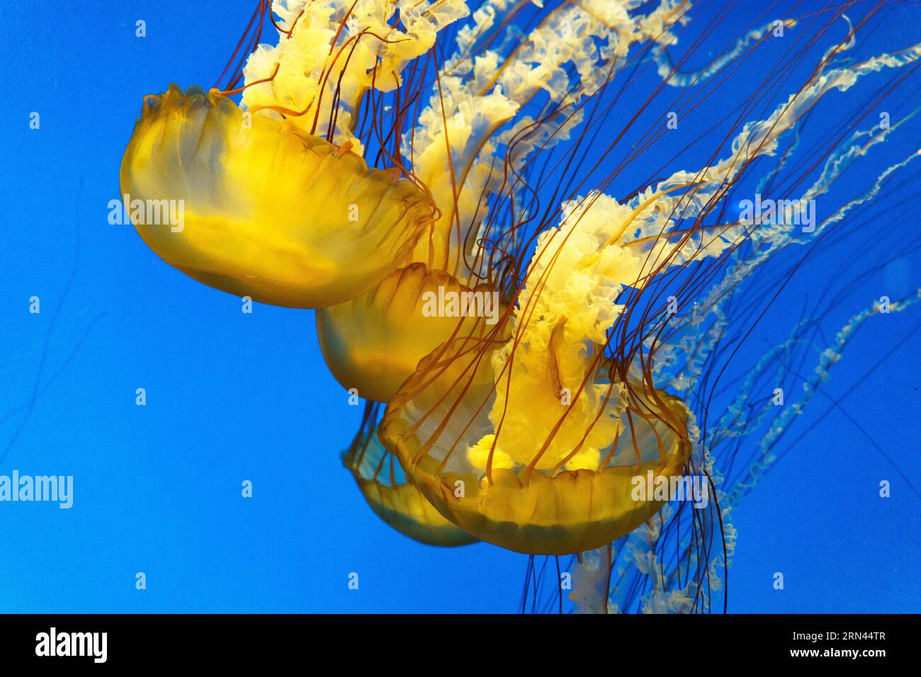 Quallen in Tank beleuchtet Translucent Bodies // mehrere Quallen schweben anmutig in einem Tank, ihre lichtdurchlässigen Körper vor blauem Hintergrund beleuchtet. Die Beleuchtung unterstreicht die zarten Merkmale der Qualle, indem sie ihre glockenförmigen Körper und nachlaufenden Tentakeln hervorhebt. Diese Quallen-Gruppe schafft ein faszinierendes Schauspiel, das diese faszinierenden wirbellosen Meerestiere zeigt, die es seit über 650 Millionen Jahren gibt. Stockfoto