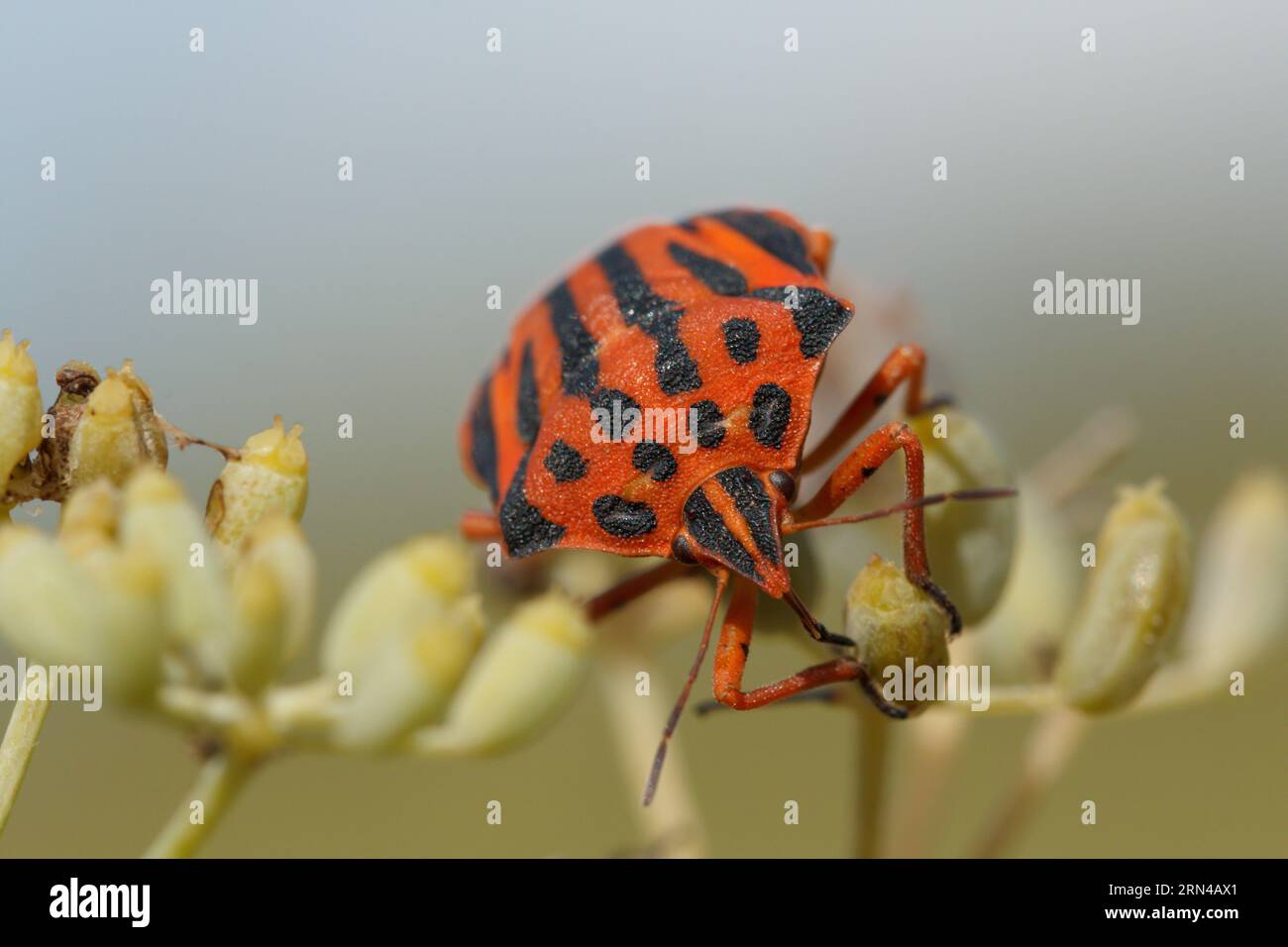 Nahaufnahme einer Graphosoma lineatum-Käfer an Fenchelblüten blassgelb aus Regenmangel. Gaianes, Spanien Stockfoto